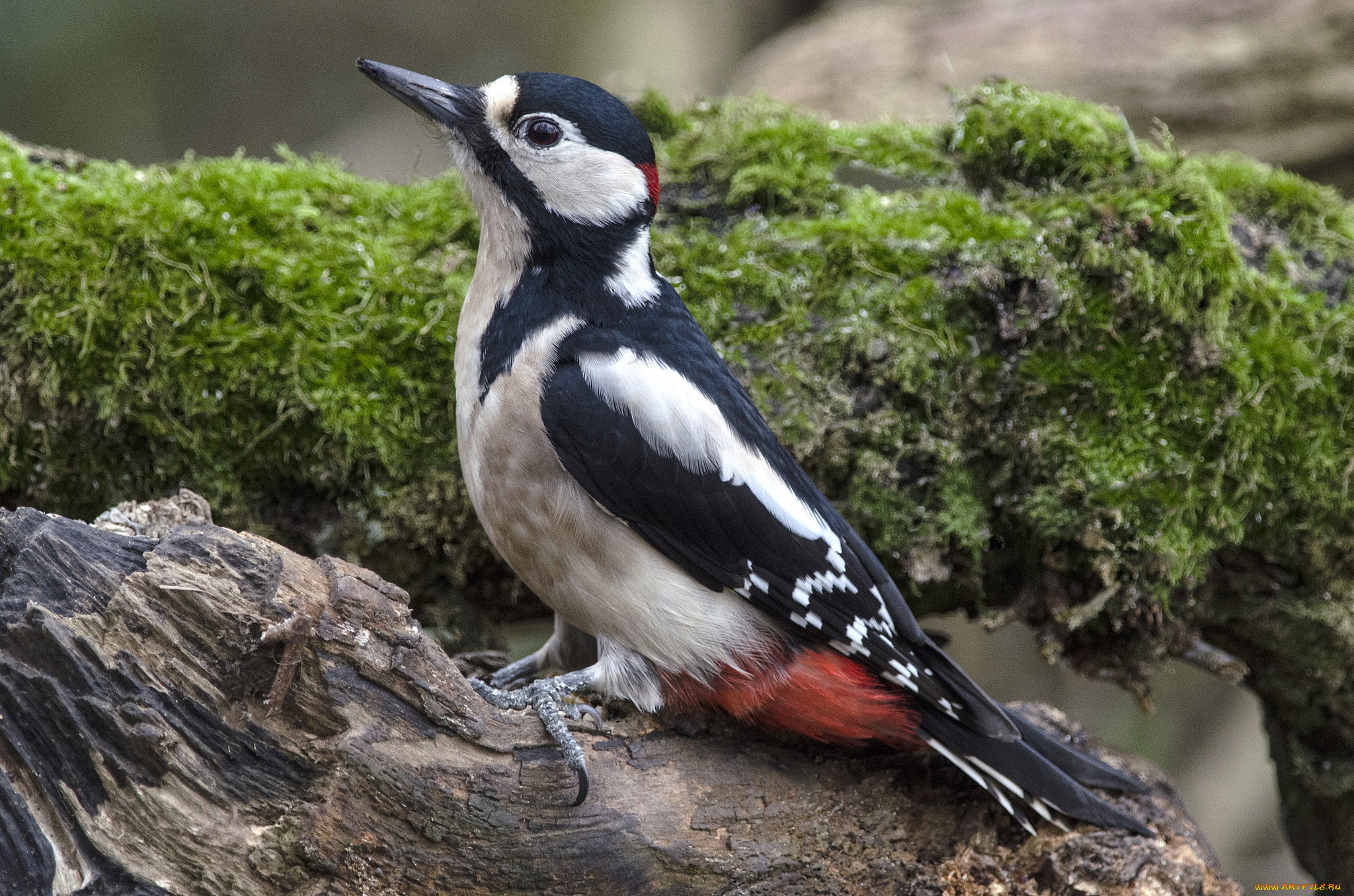 животные, дятлы, дятел