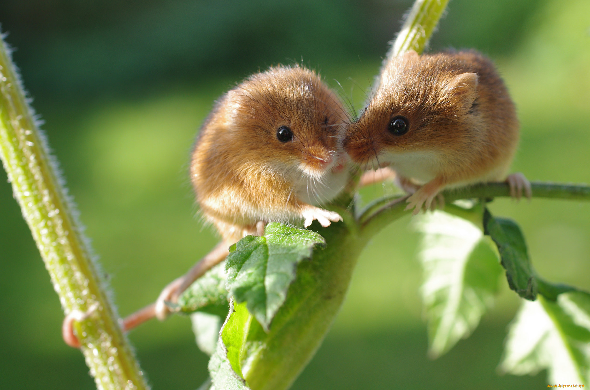животные, крысы, , мыши, мышки