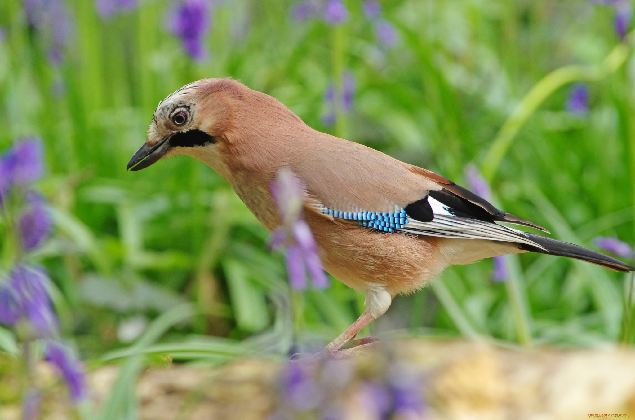 животные, сойки, сойка