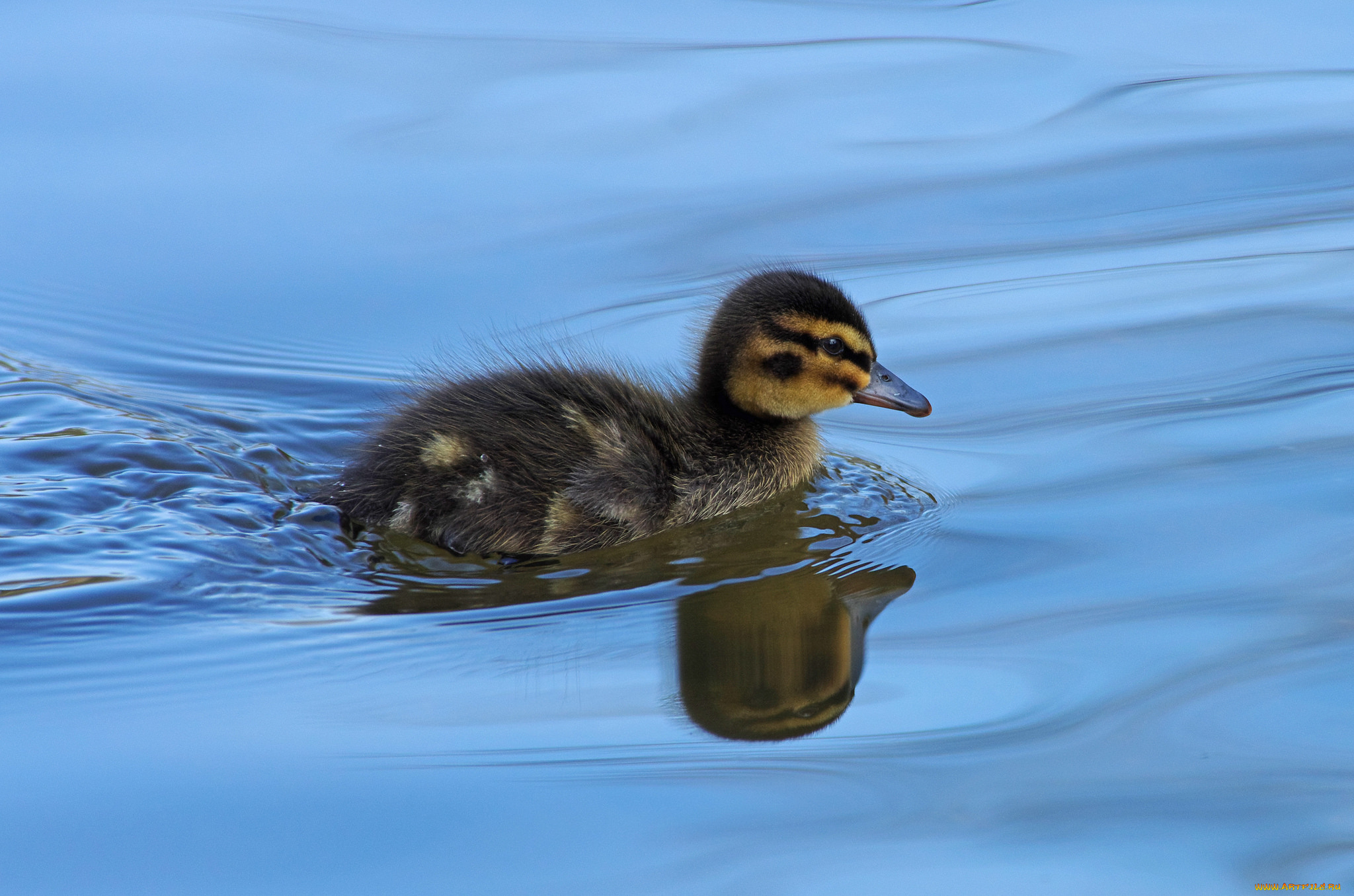 животные, утки, утенок