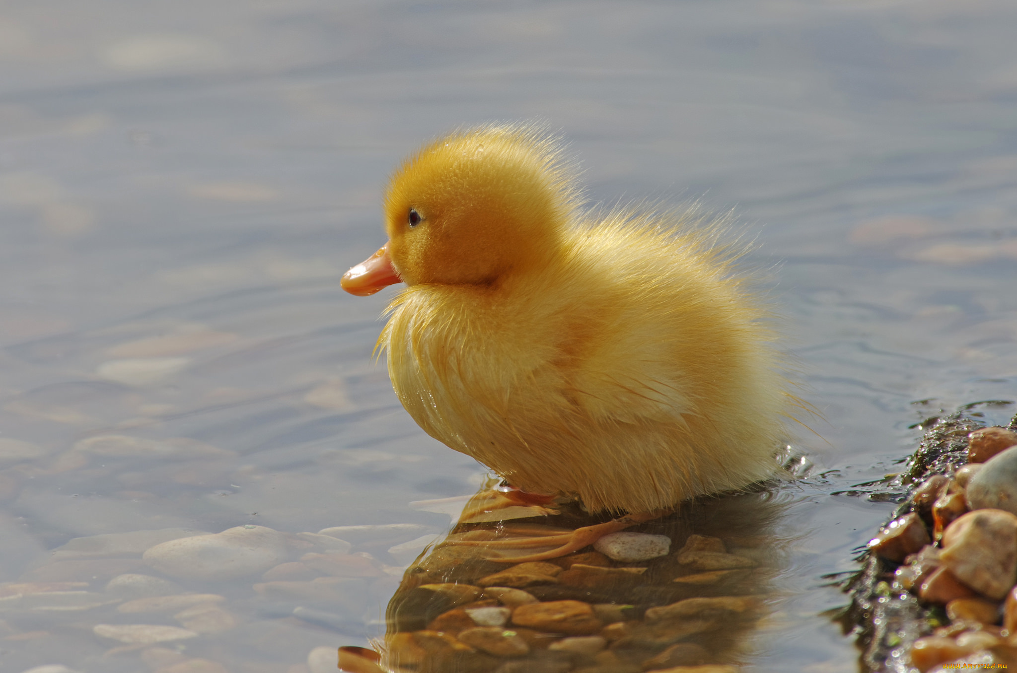 животные, утки, утенок