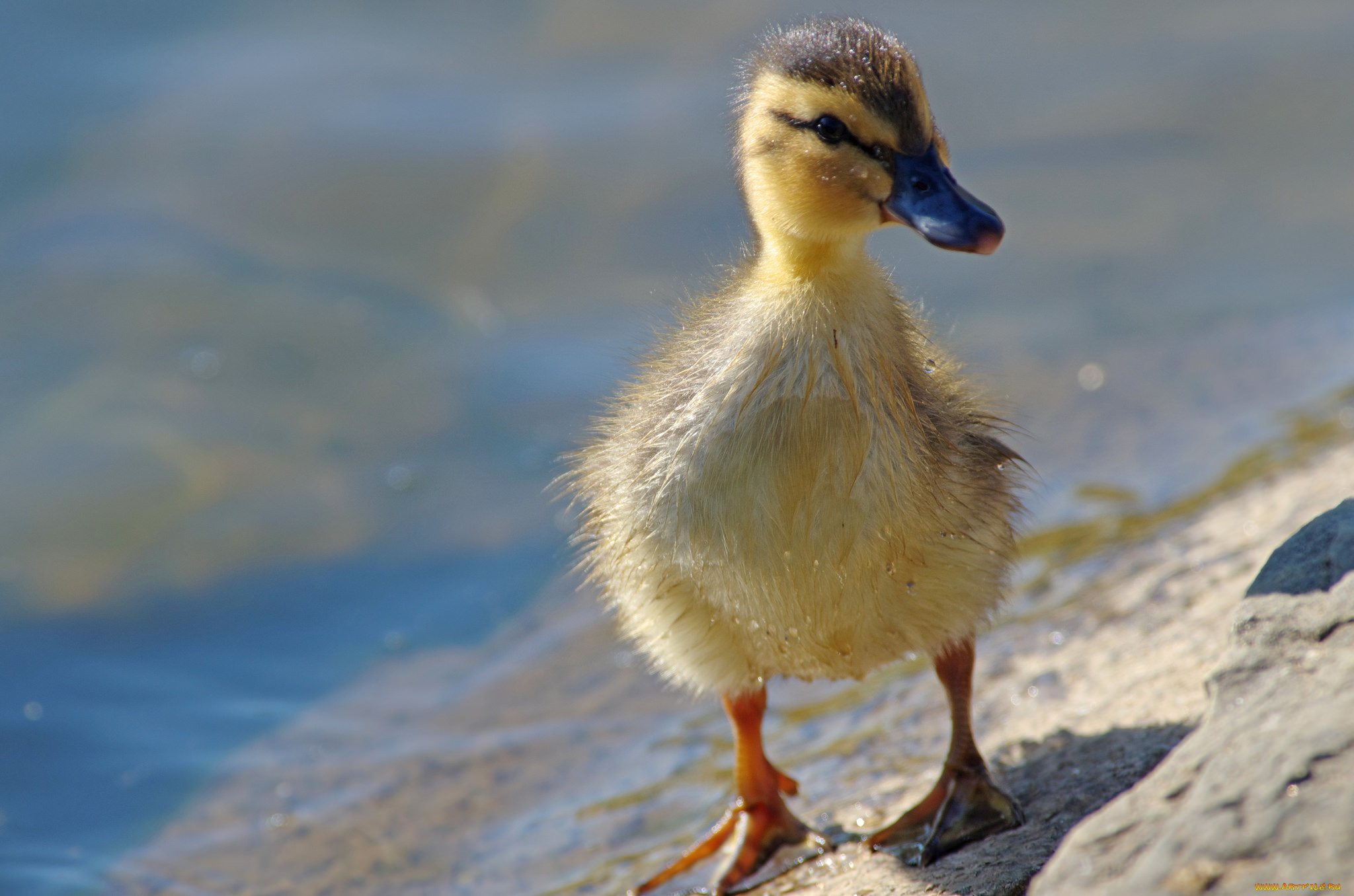 животные, утки, утенок