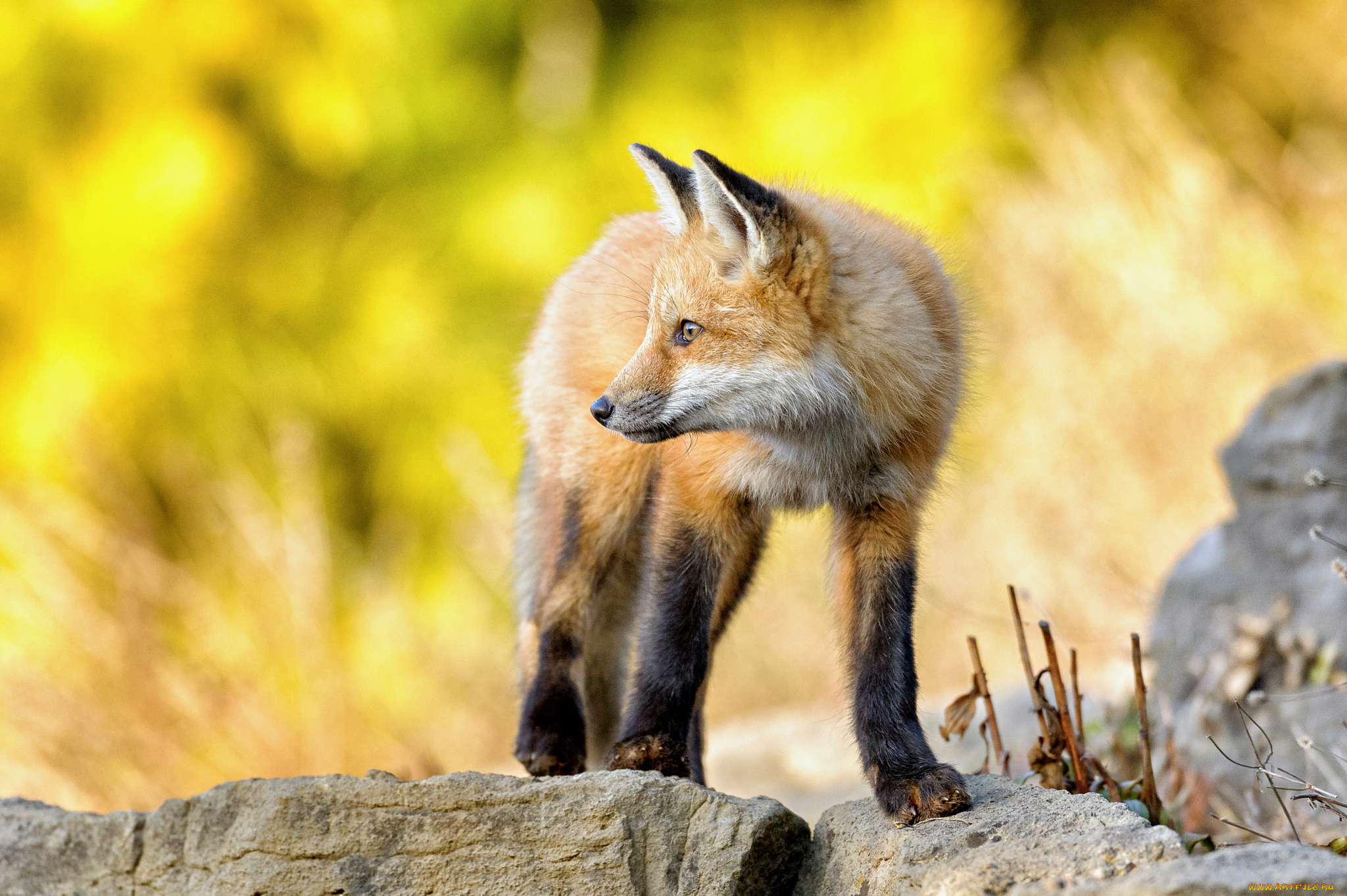 животные, лисы, камни, взгляд, лиса, лисенок, стойка, лис