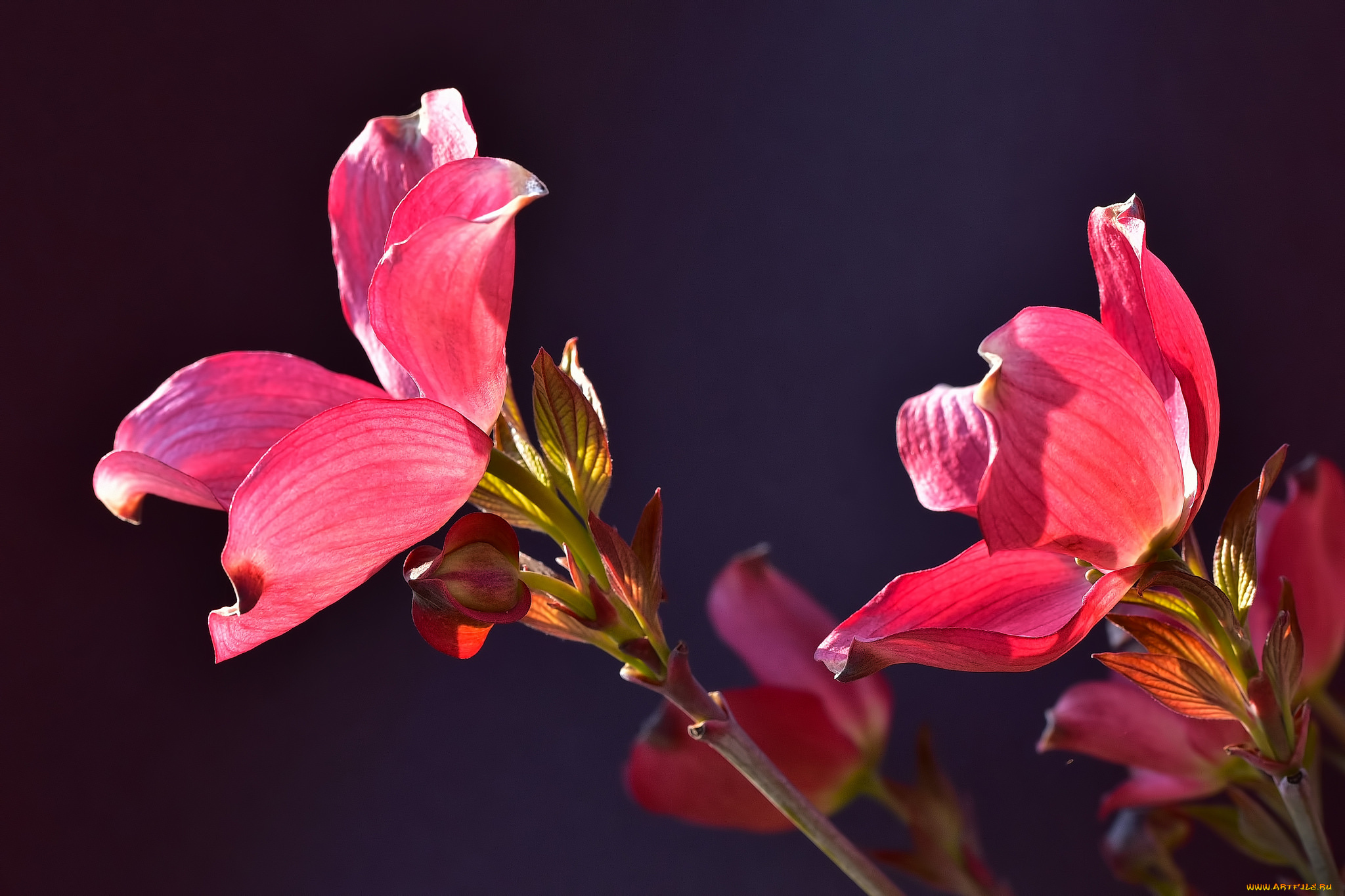 цветы, кизил, природа, стебель, лепестки