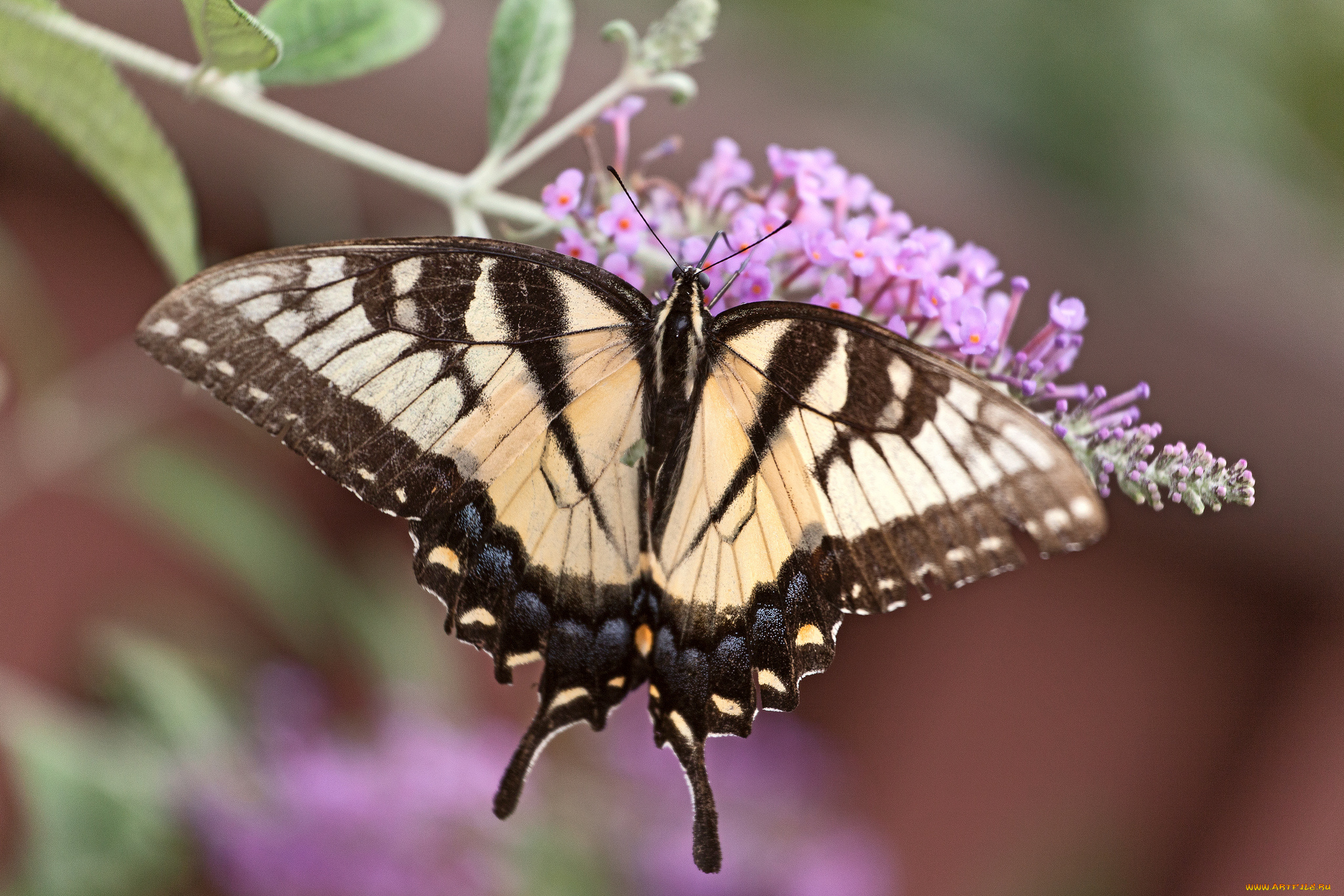 животные, бабочки, , мотыльки, , моли, бабочка
