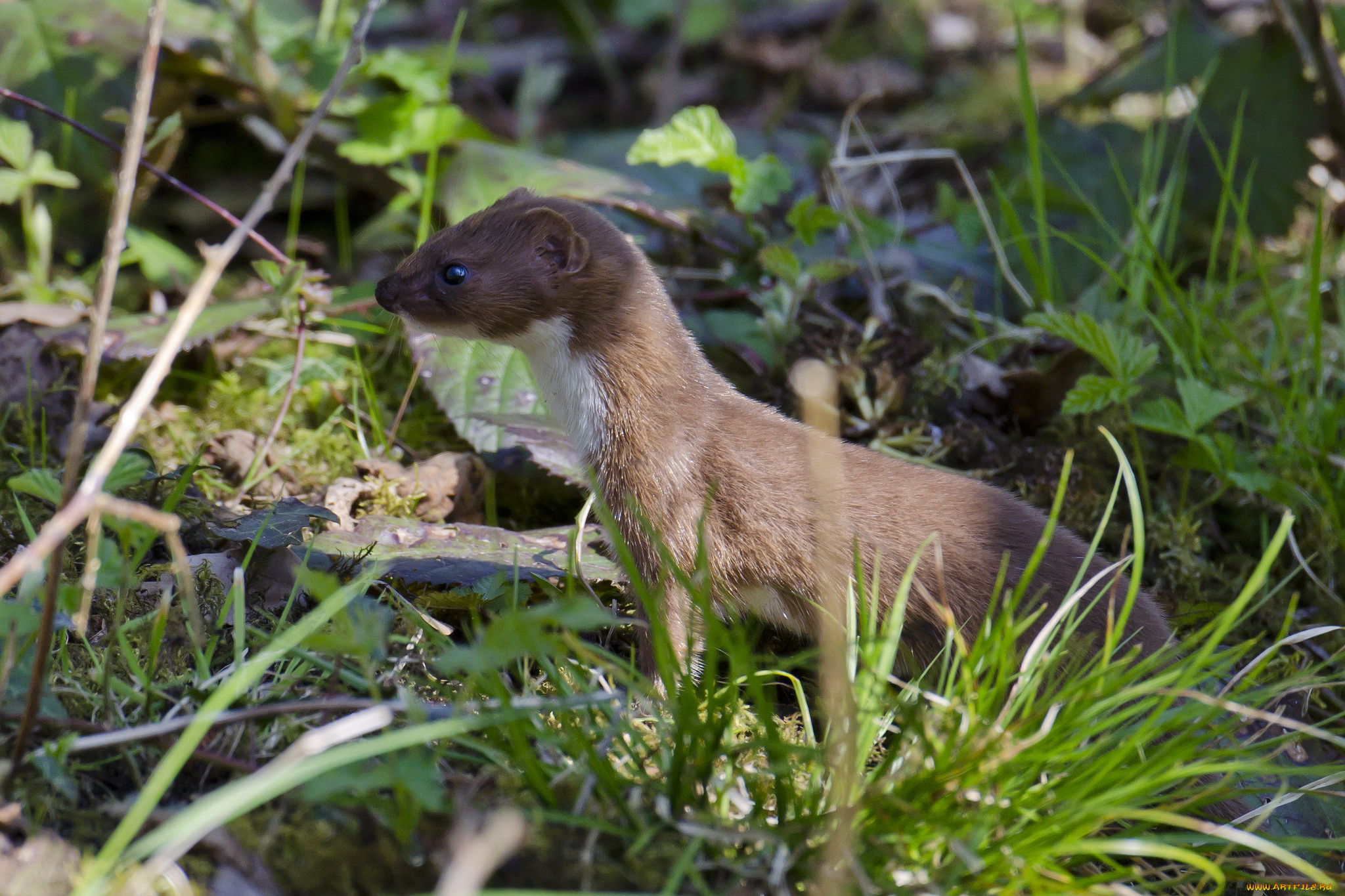 животные, хорьки, , куницы, , горностаи, , ласки, , соболи, горностай