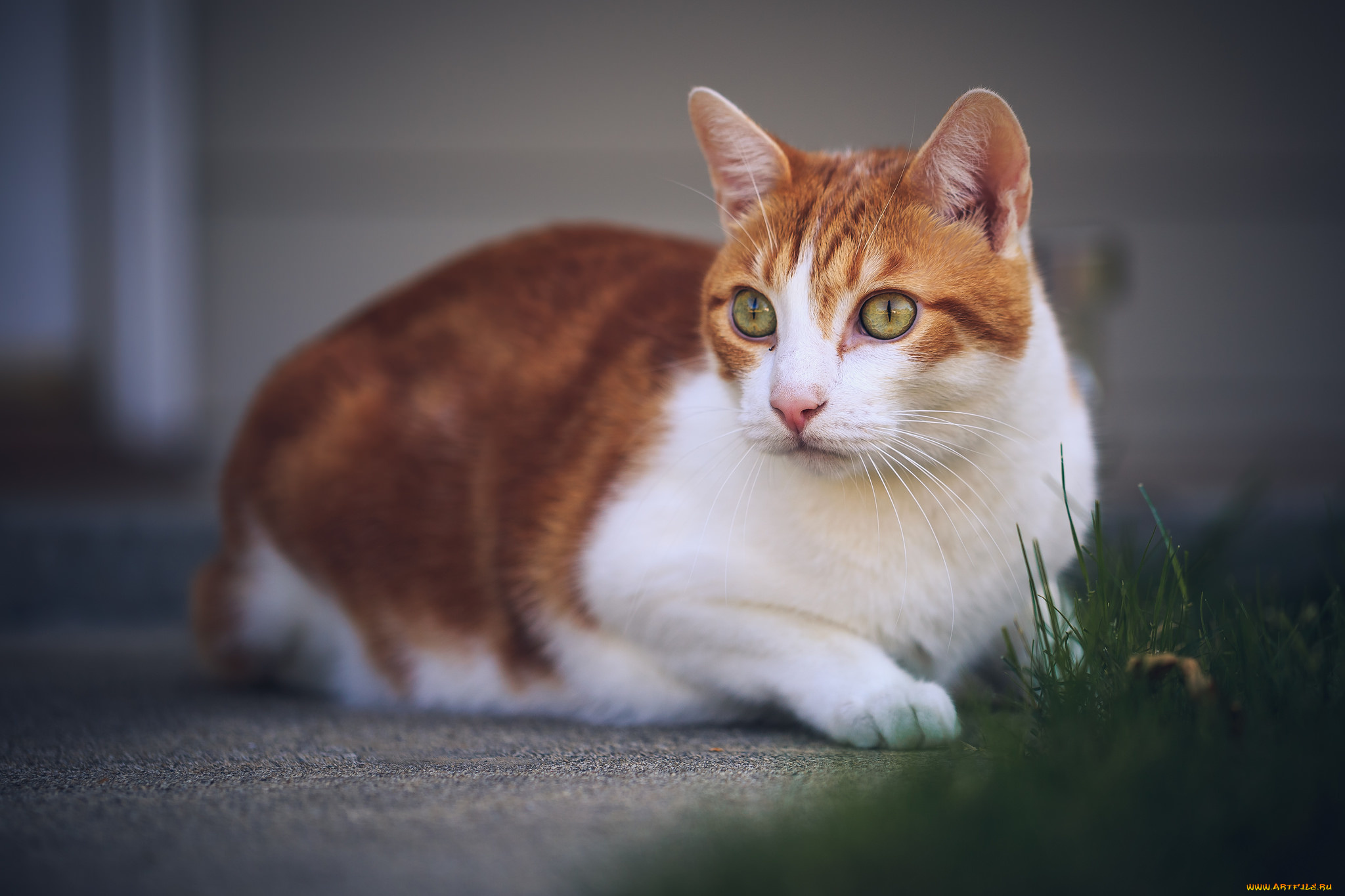 животные, коты, киса