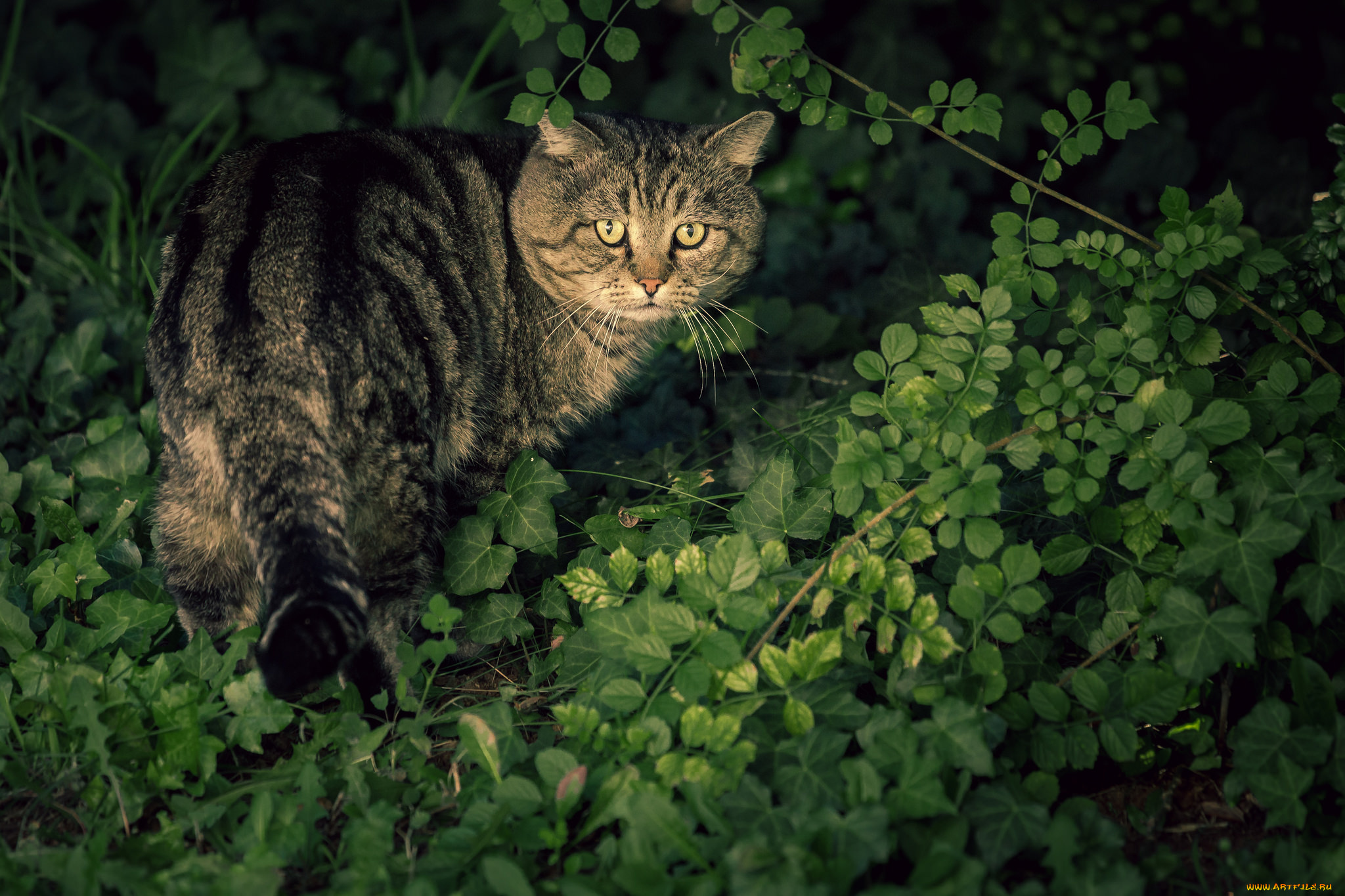 животные, коты, котяра