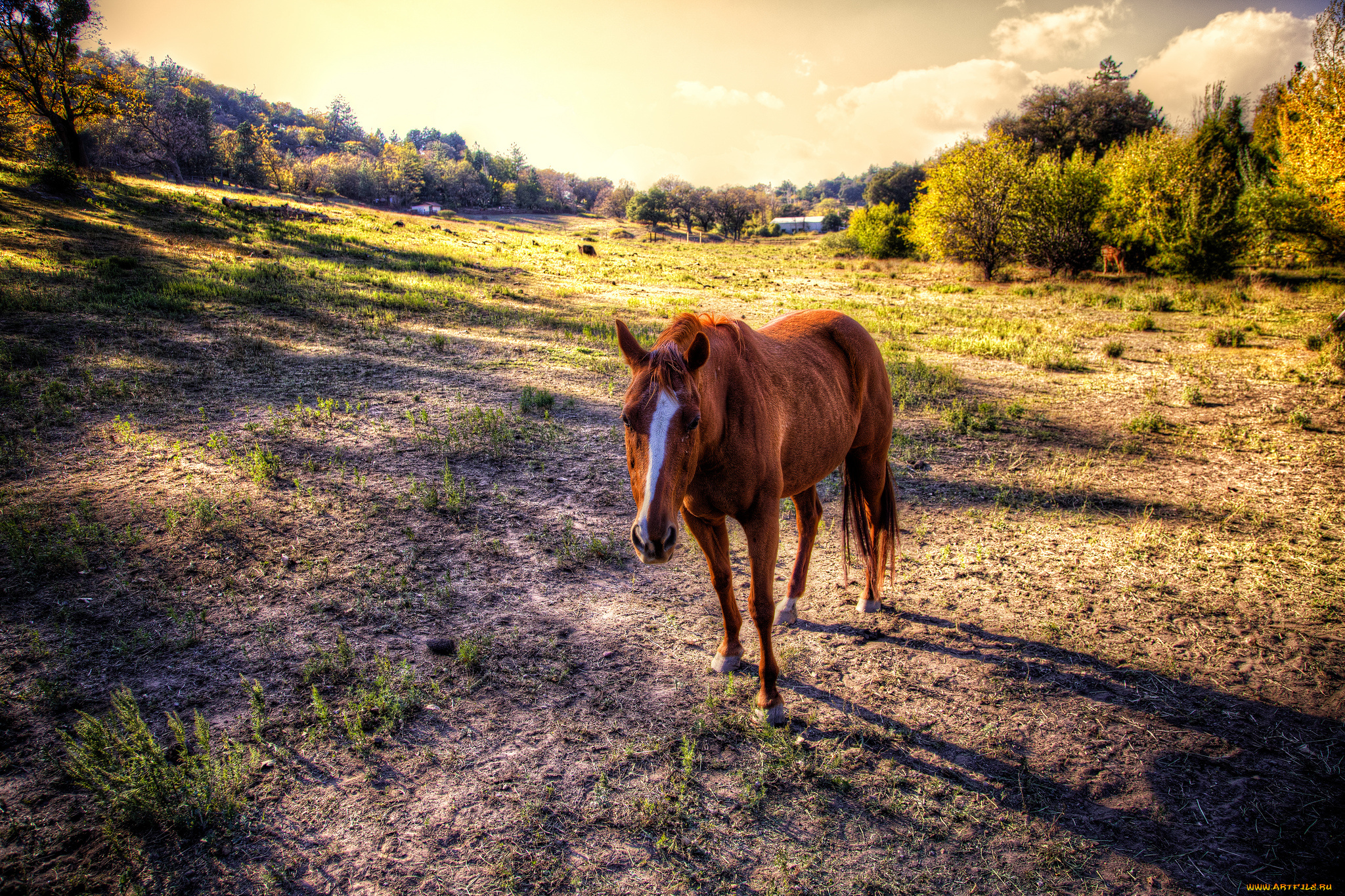 животные, лошади, лошадка
