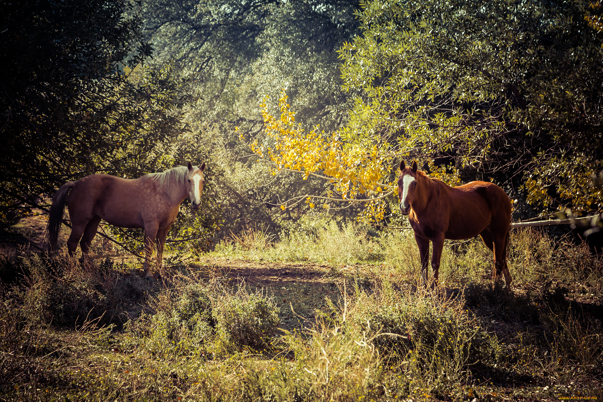 животные, лошади, лошадка
