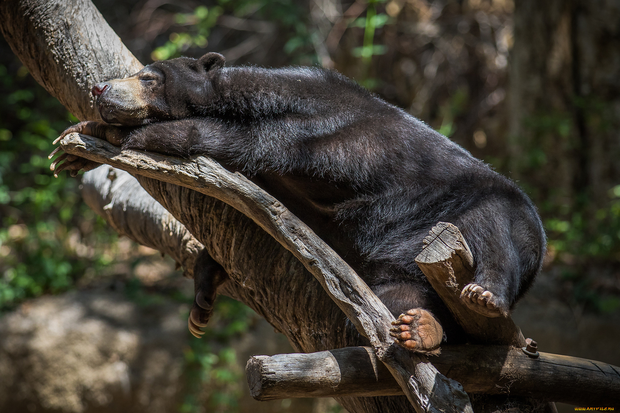 животные, медведи, косолапый