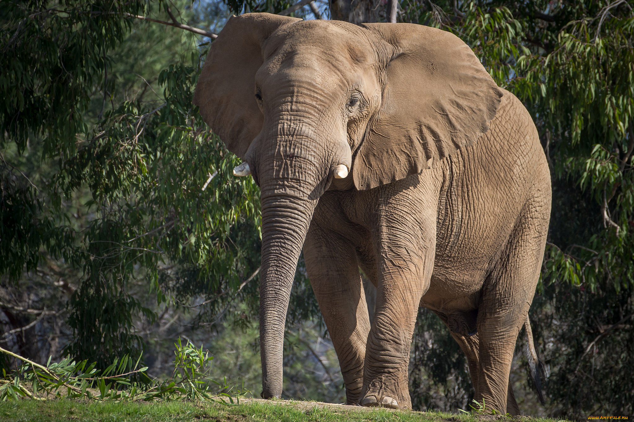 животные, слоны, слон