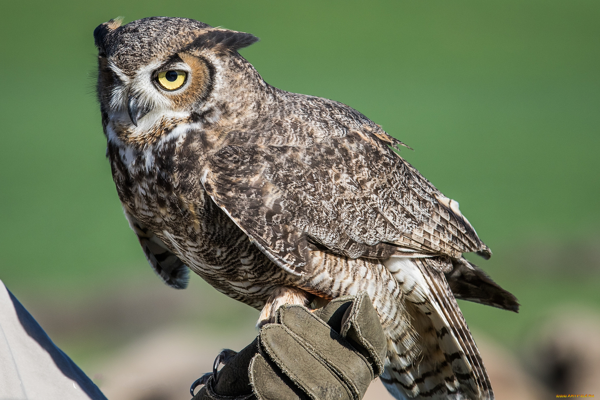 животные, совы, сова