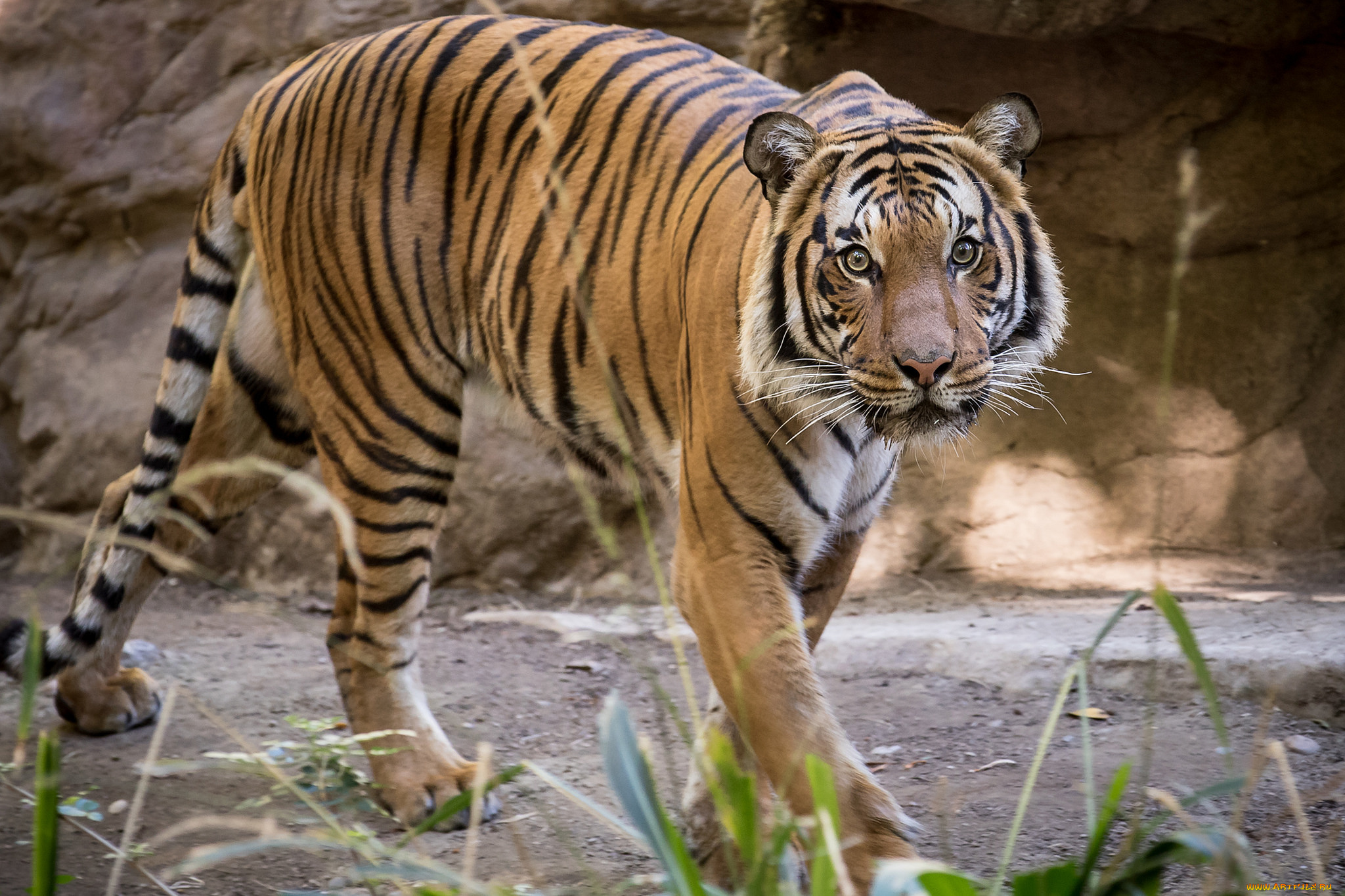 животные, тигры, тигр