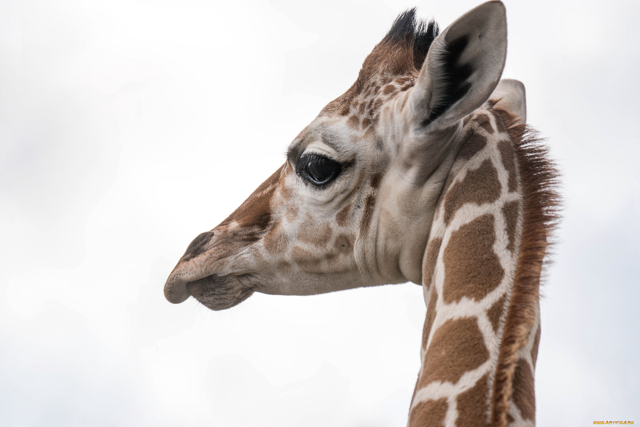 животные, жирафы, жираф