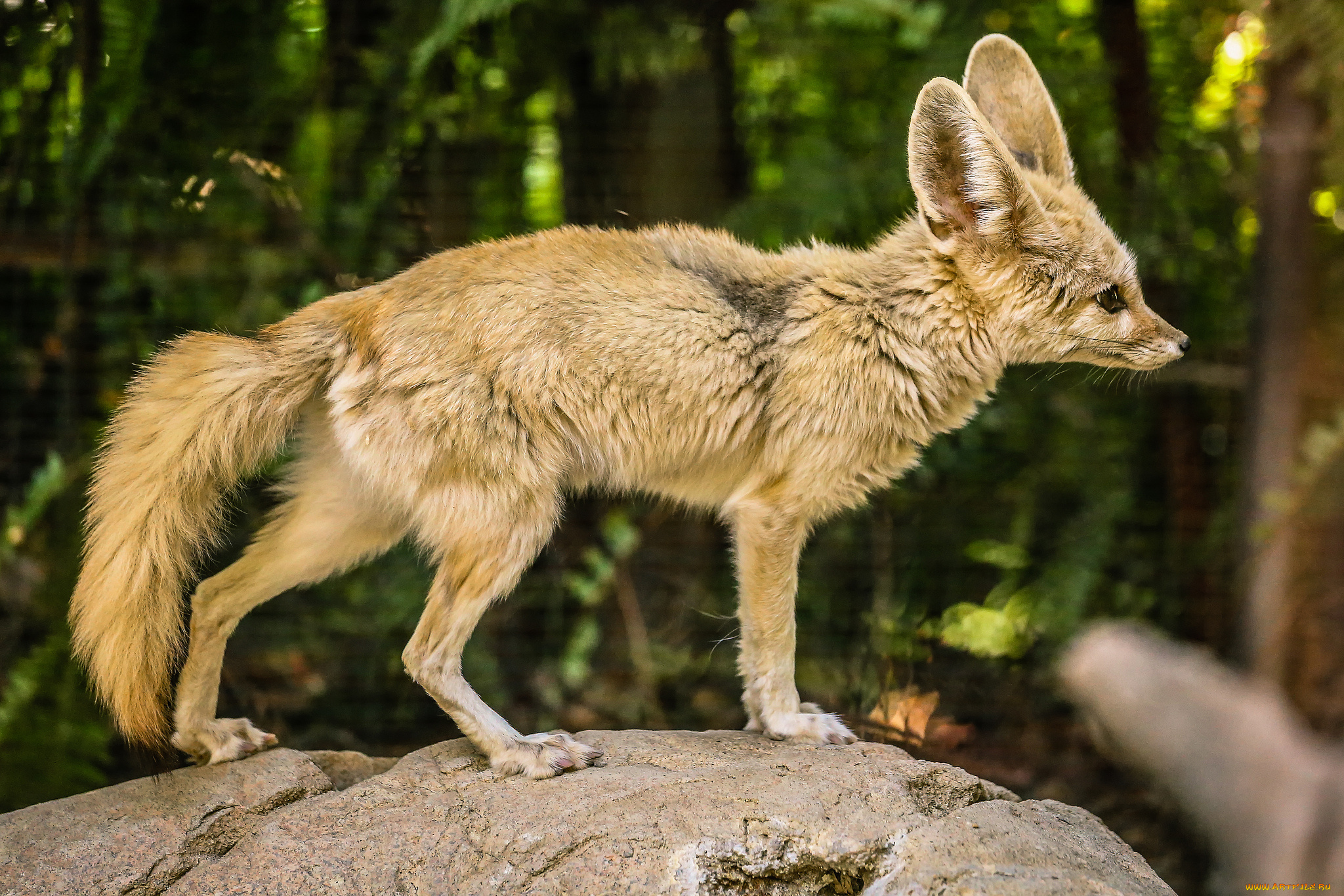 животные, фенеки, фенек