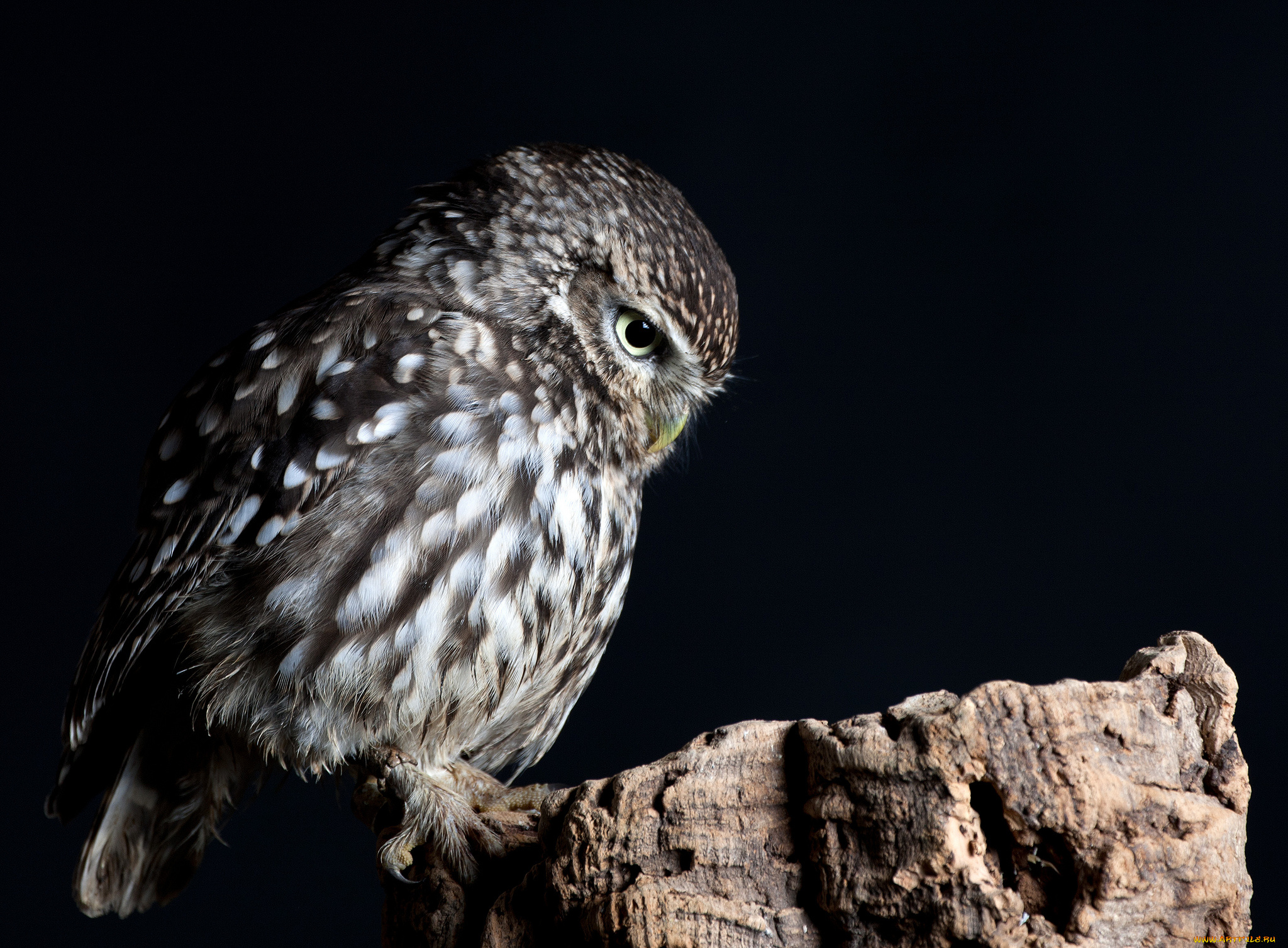 животные, совы, сова