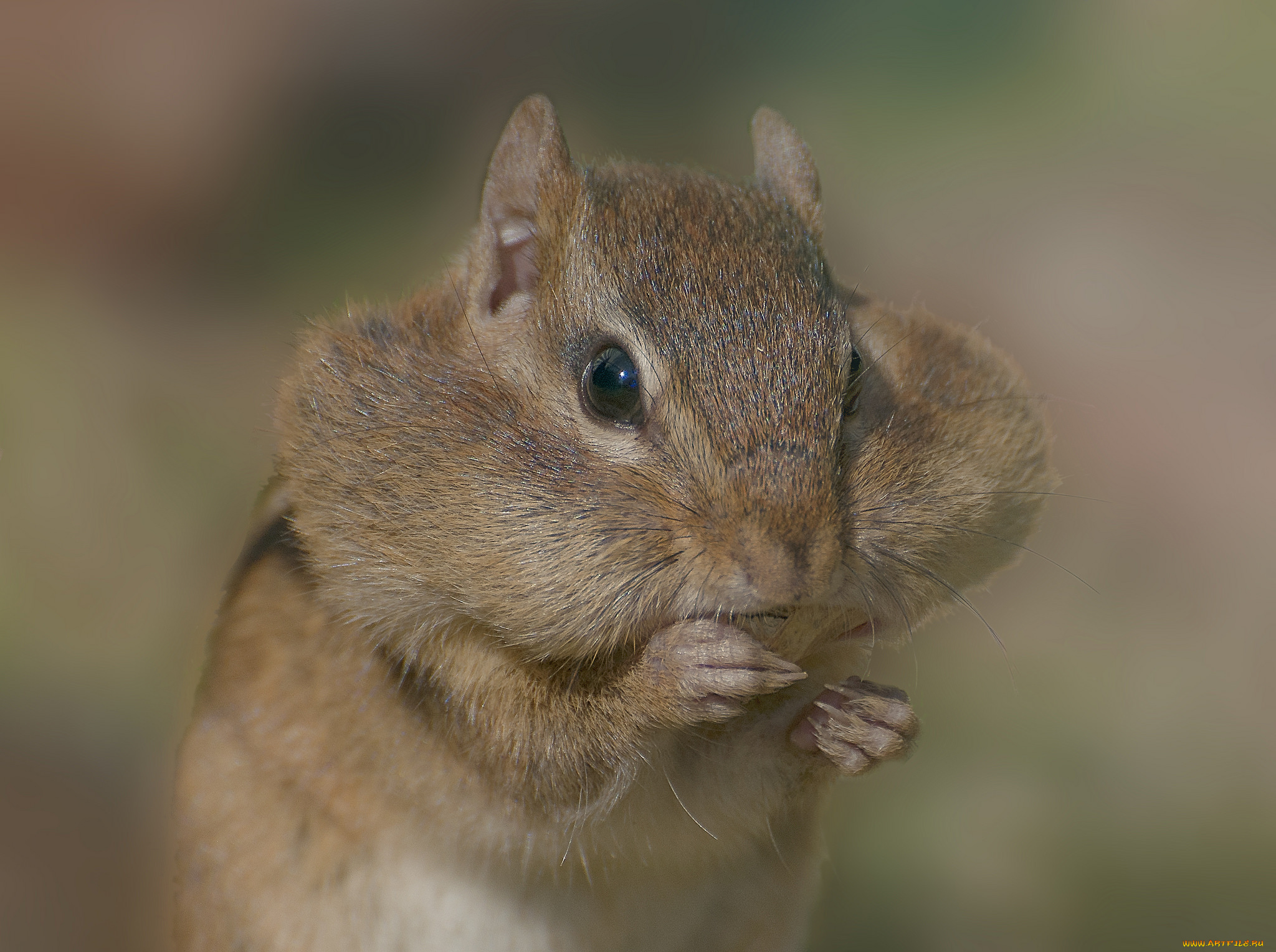 животные, бурундуки, бурундук