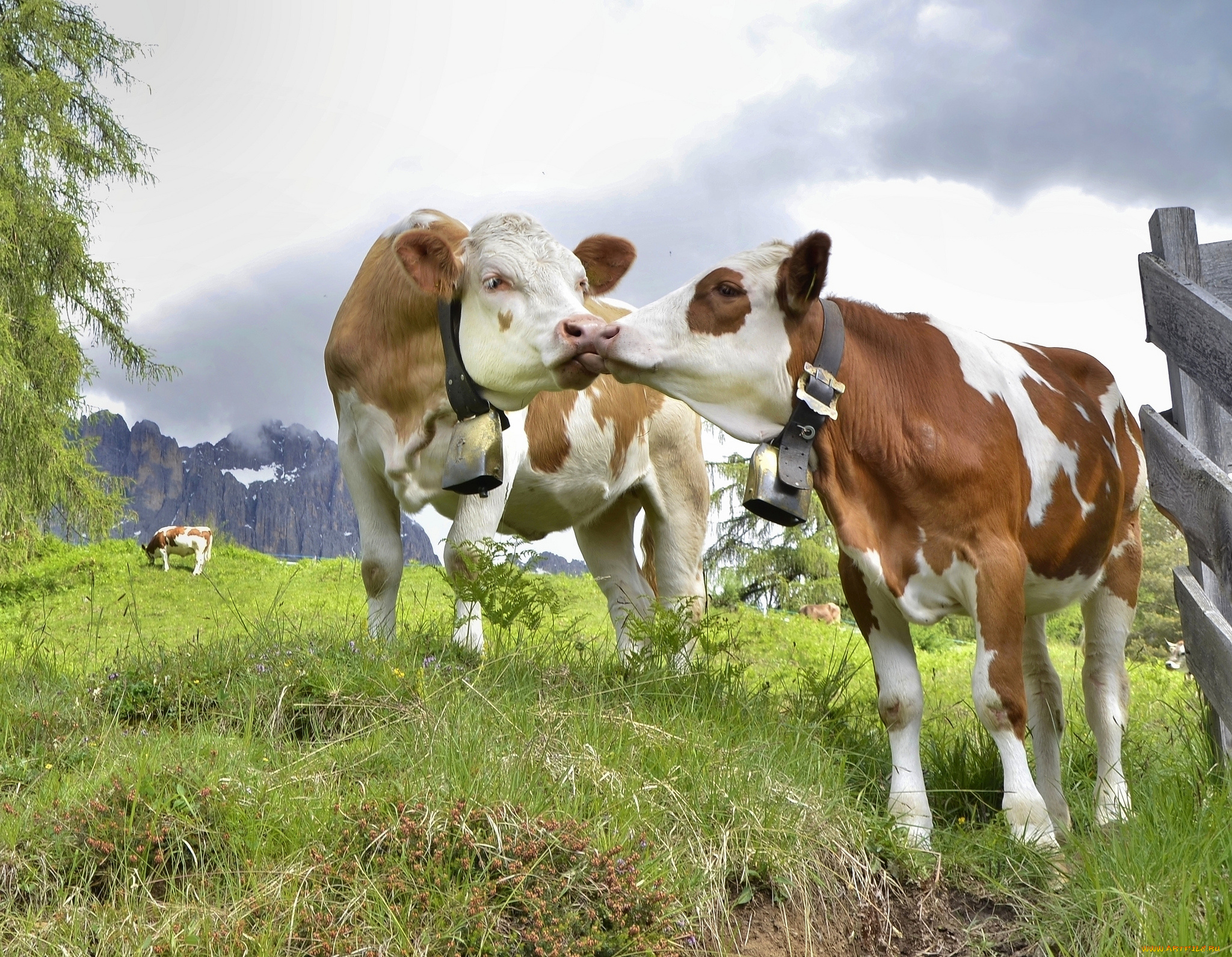 животные, коровы, , буйволы, буренки