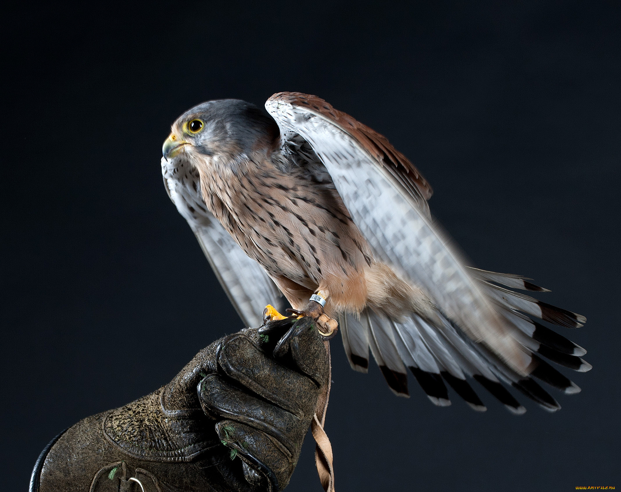 животные, птицы, -, хищники, охотник