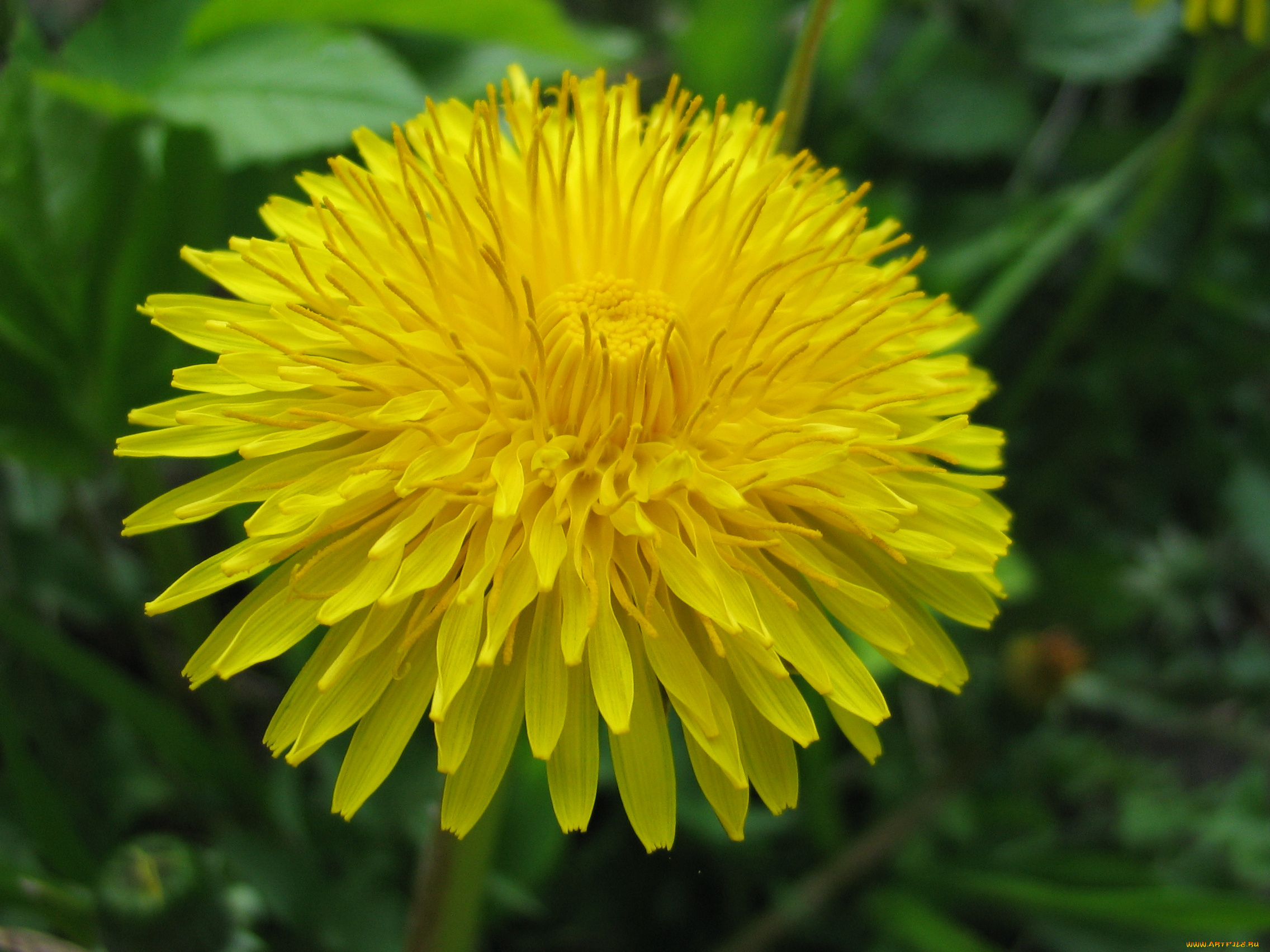 одуванчик, цветы, одуванчики, растение, цветок