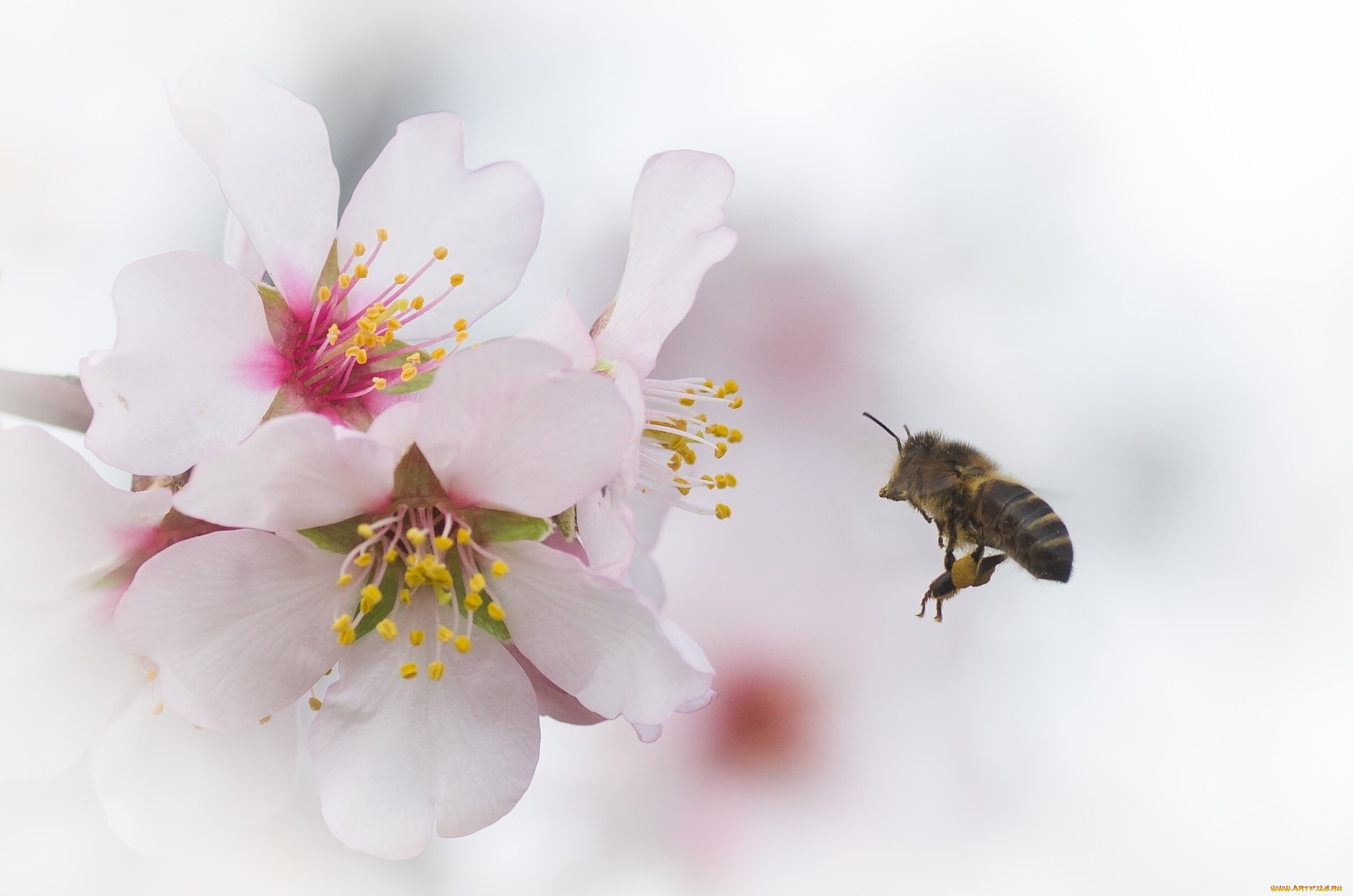 животные, пчелы, , осы, , шмели, пчела, вишня, цветы, ветка