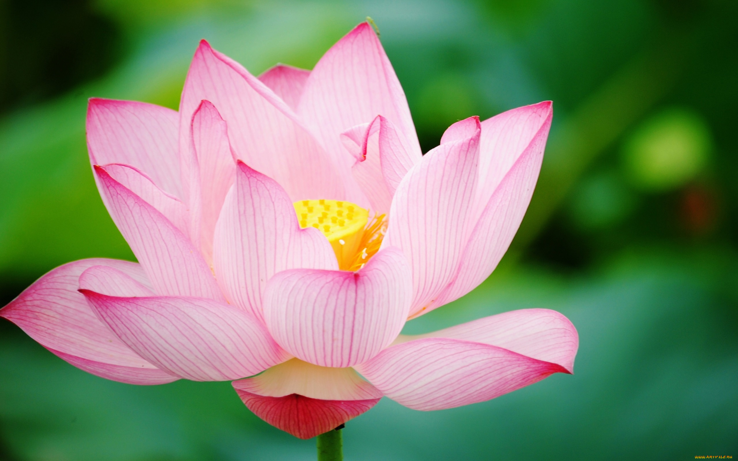 цветы, лотосы, лепестки, фон