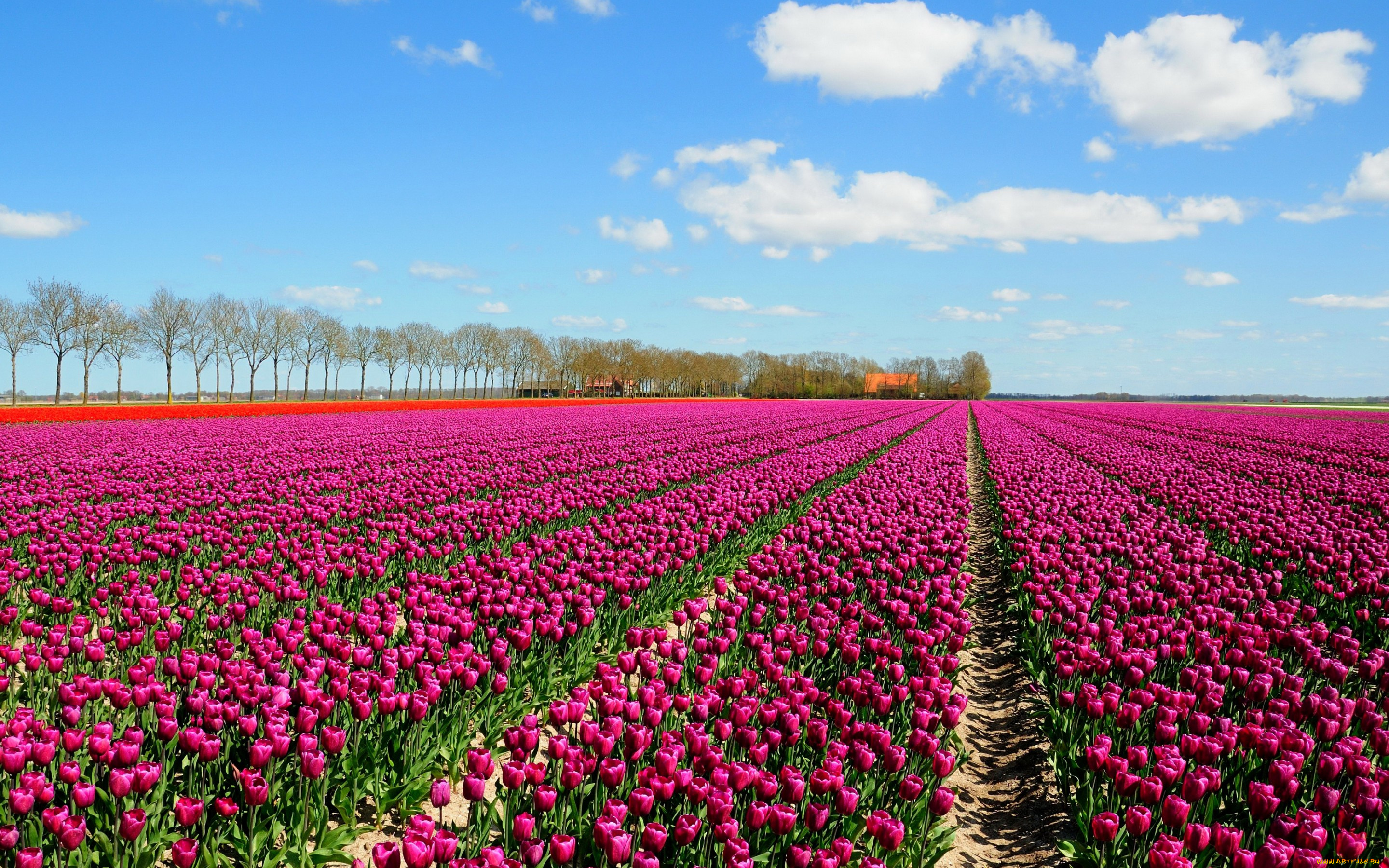 цветы, тюльпаны, облака, небо, поле, много, деревья, домики