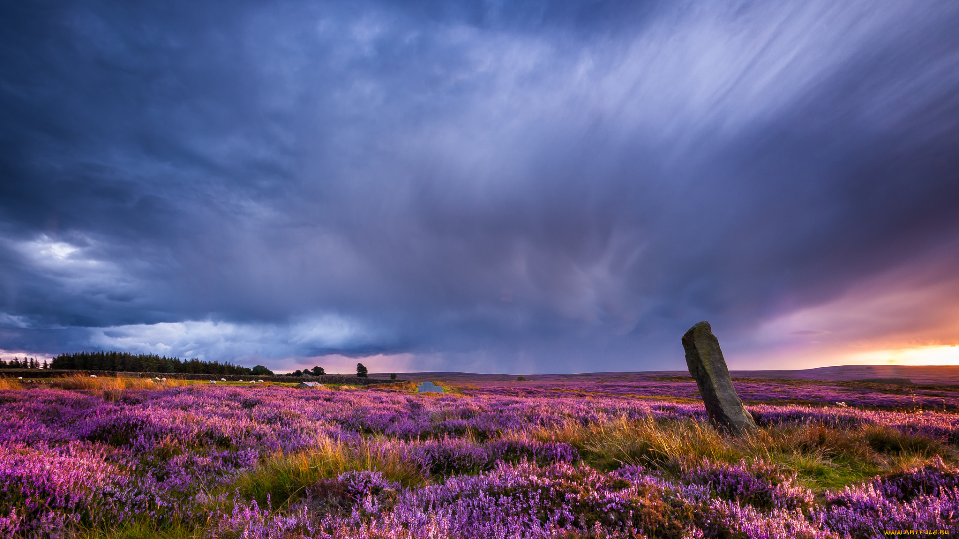 природа, пейзажи, закат, пейзаж, поле