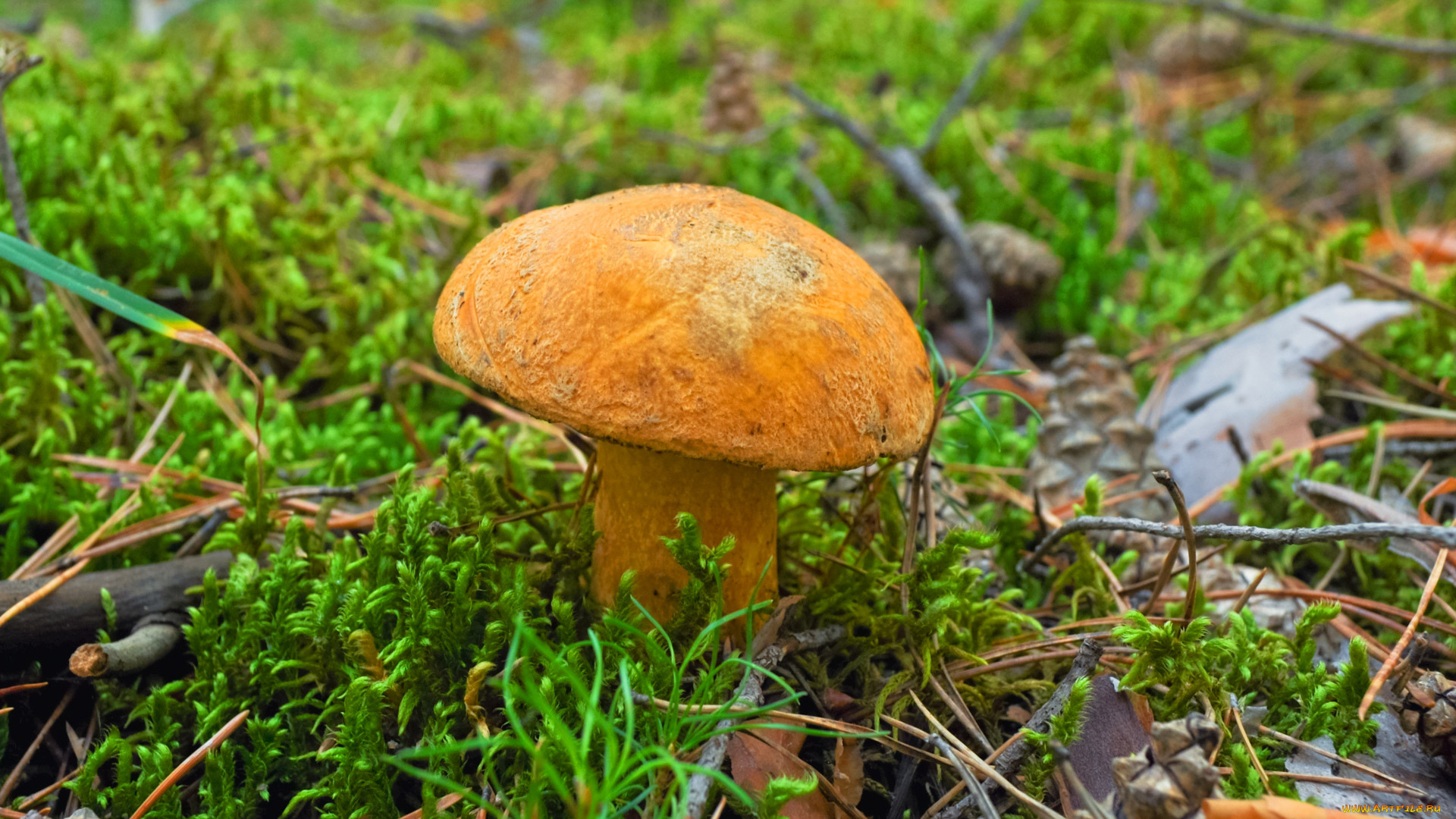 гриб, природа, грибы, моховик