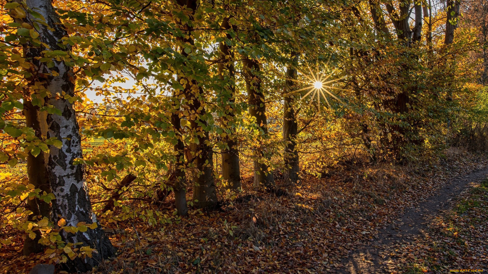 природа, лес, осень, листопад, листья