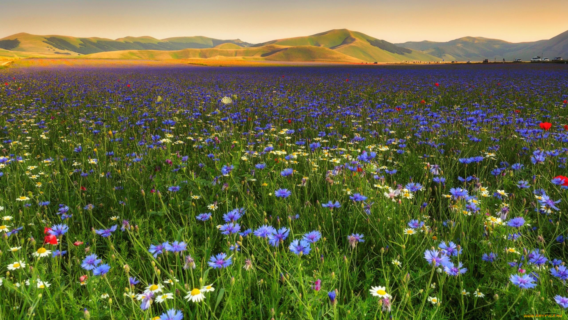 природа, луга, луг, горы, васильки