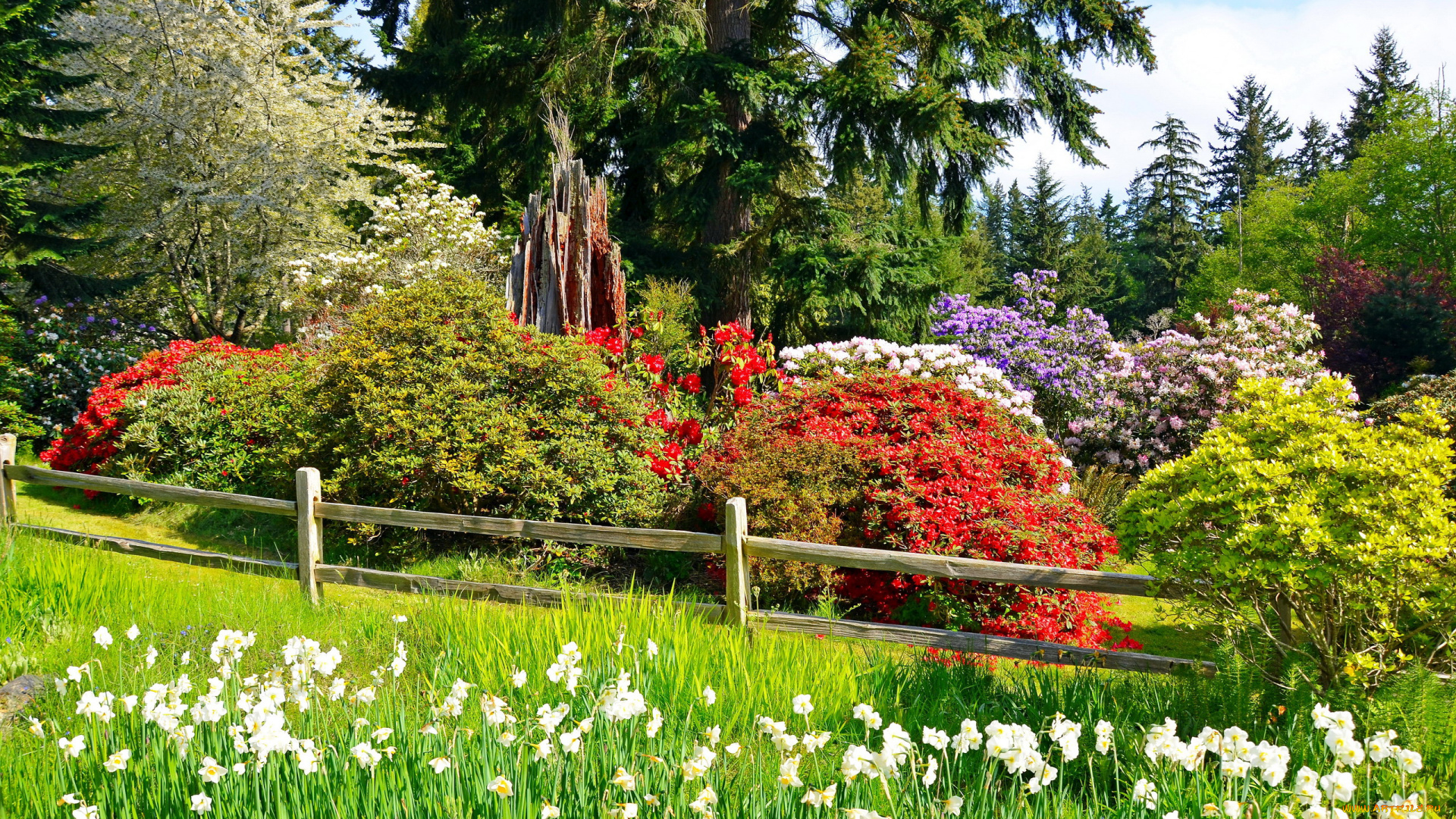 природа, парк, весна, нарциссы