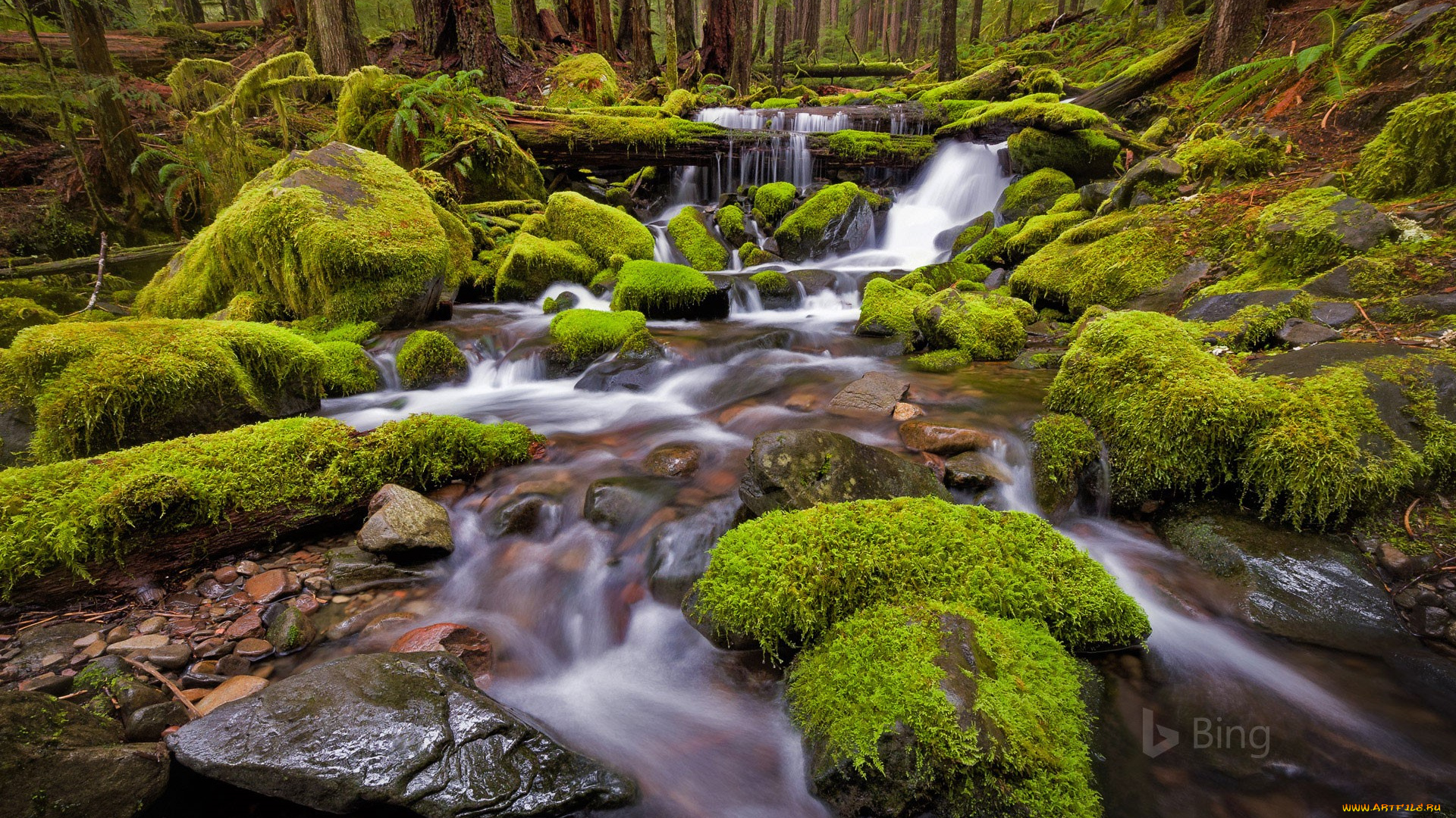 природа, реки, озера, мох, камни, река, лес