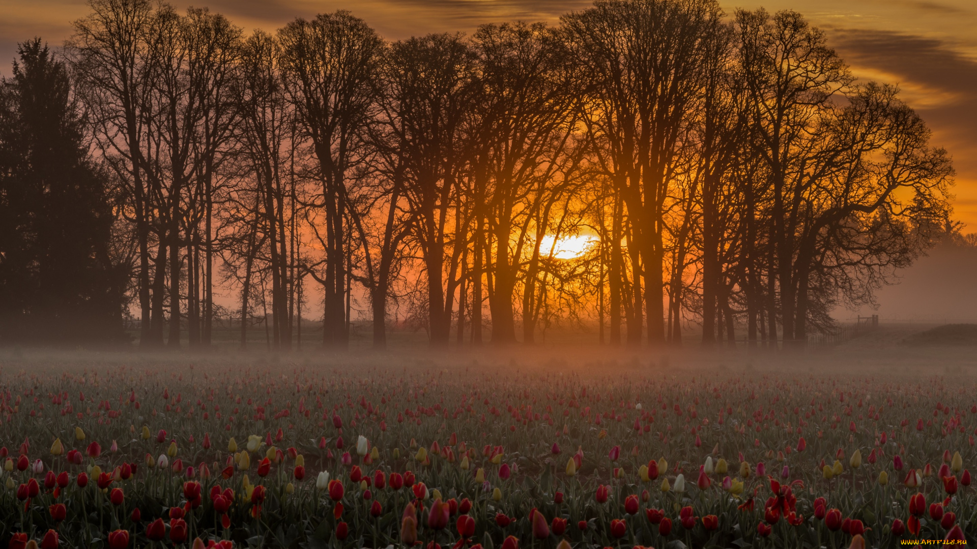природа, восходы, закаты, тюльпаны, утро, рассвет, цветы, восход, деревья, поле