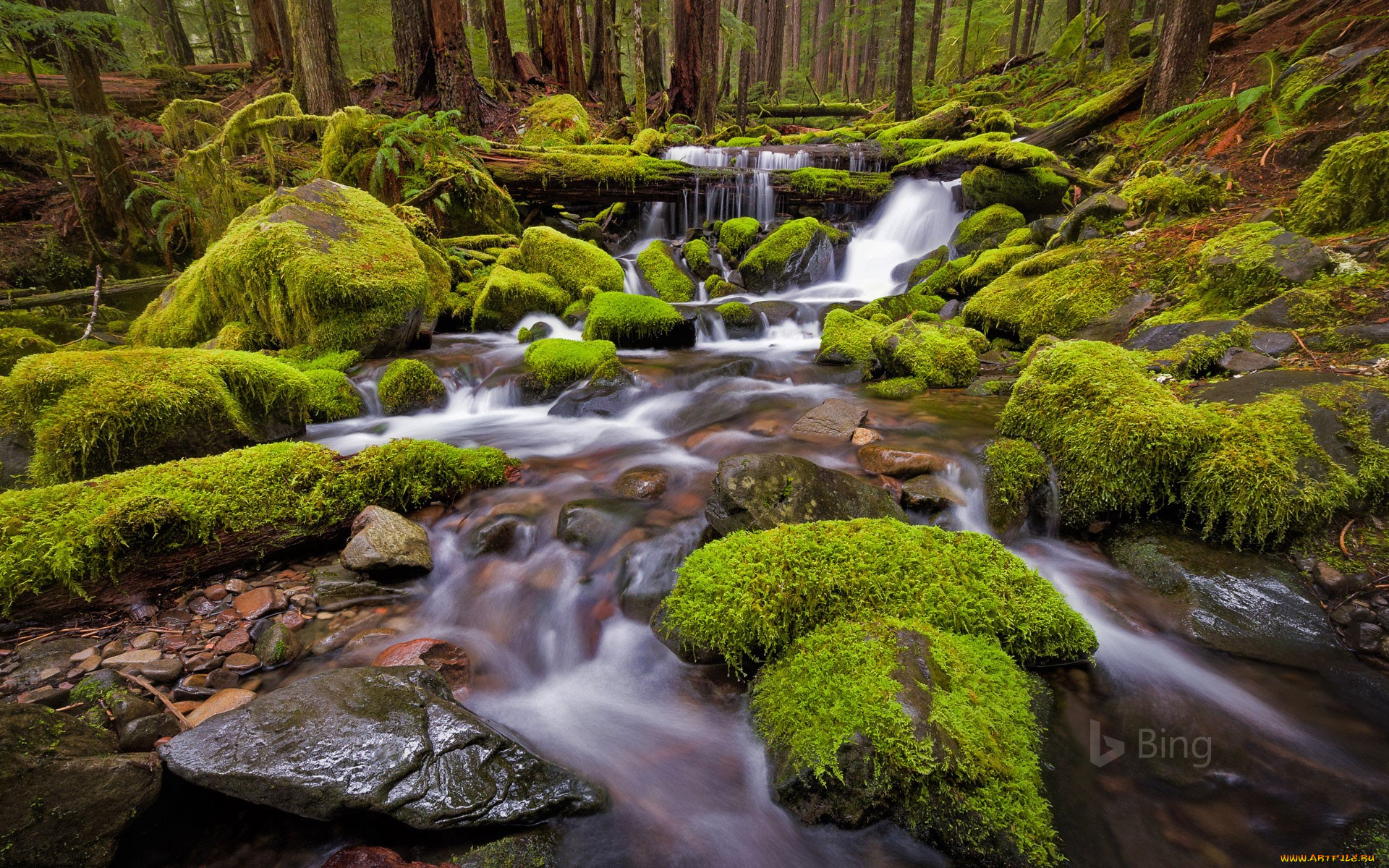 природа, реки, озера, мох, камни, река, лес