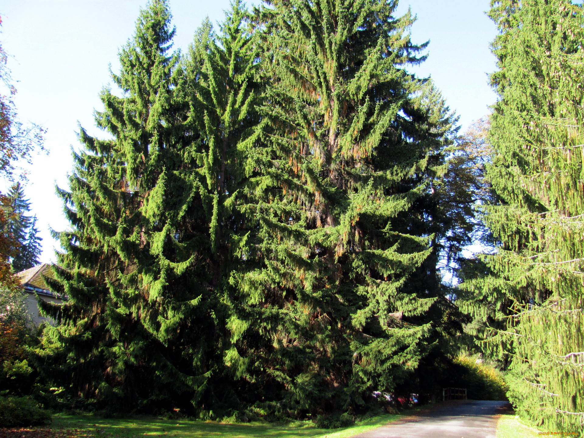 природа, деревья, сосны