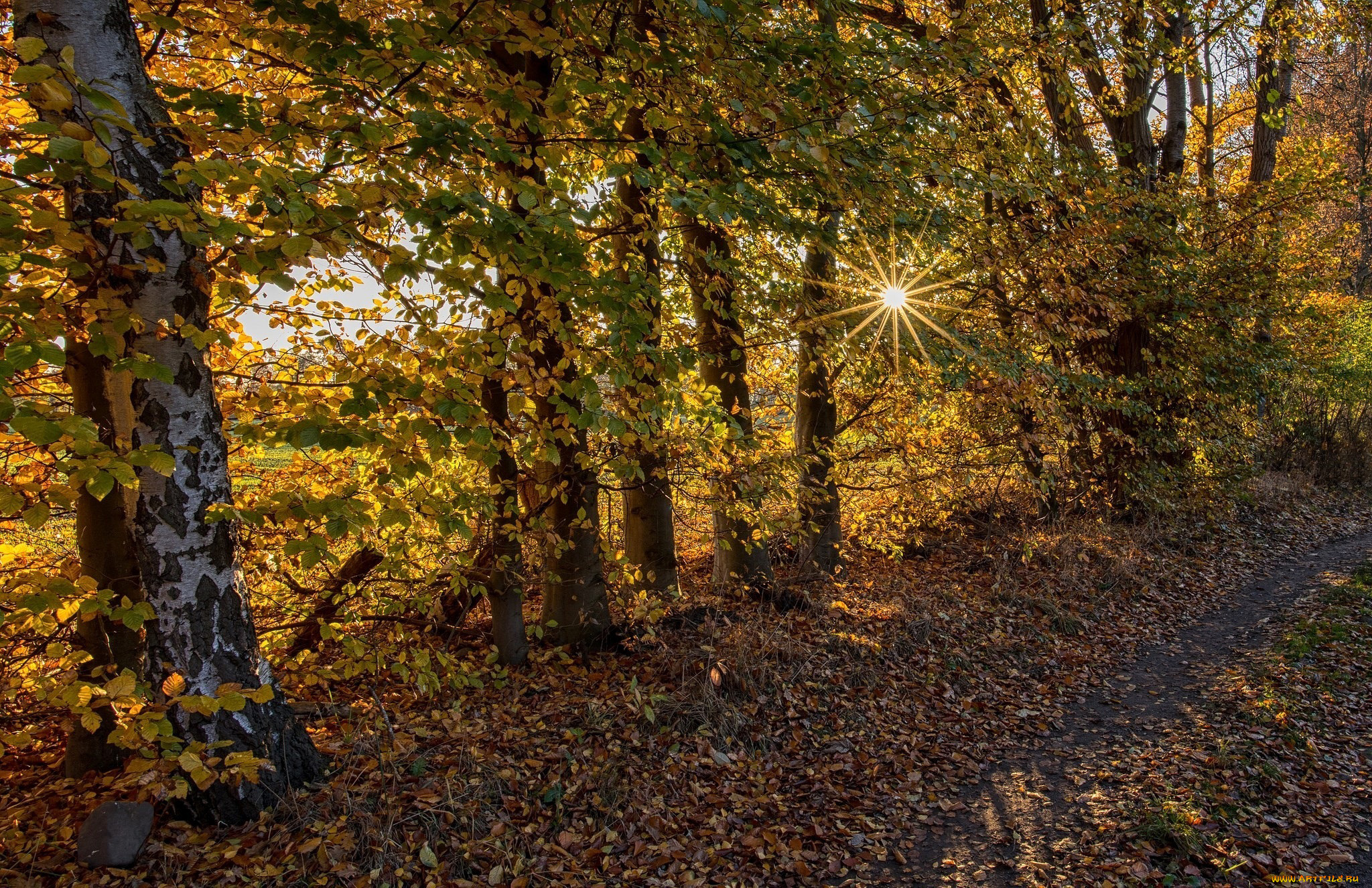 природа, лес, осень, листопад, листья