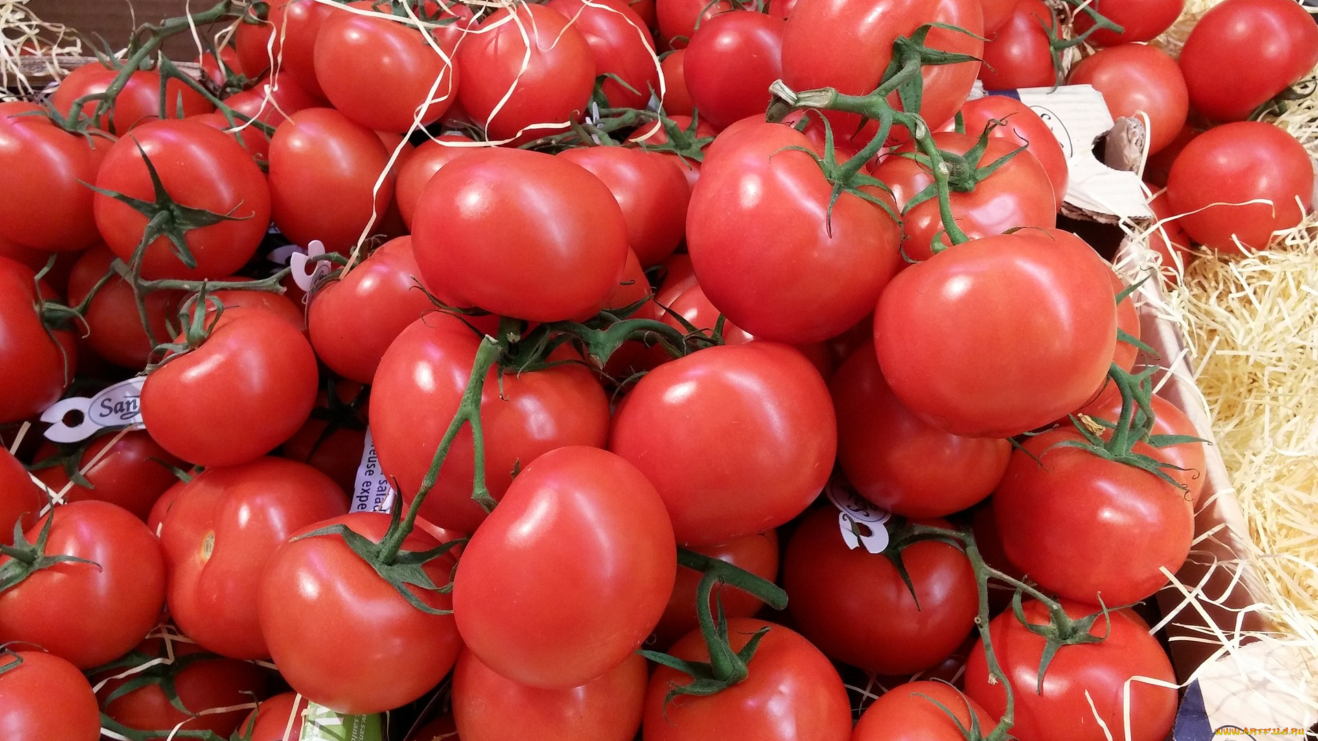 еда, помидоры, томаты