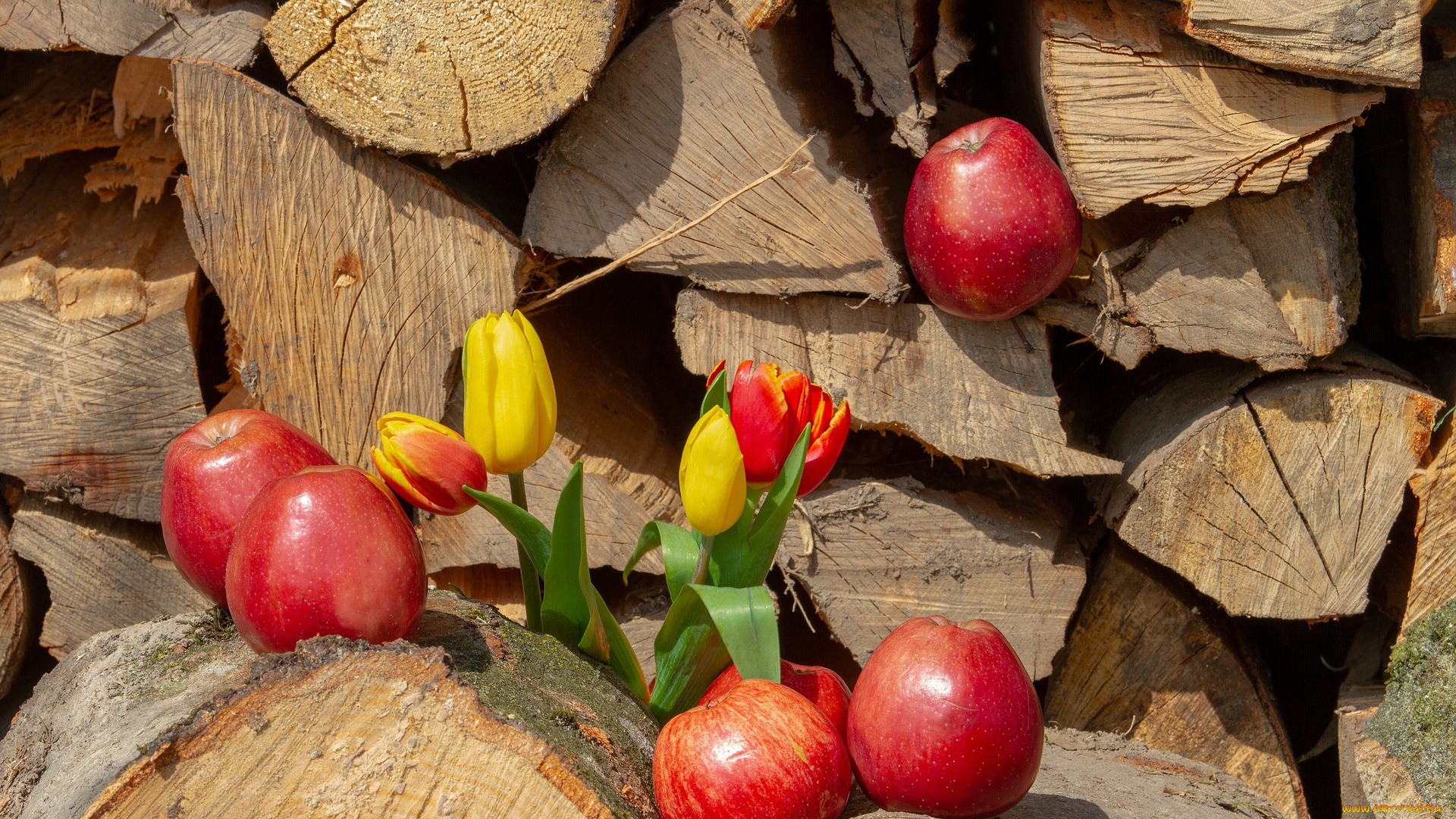 еда, Яблоки, тюльпаны, цветы