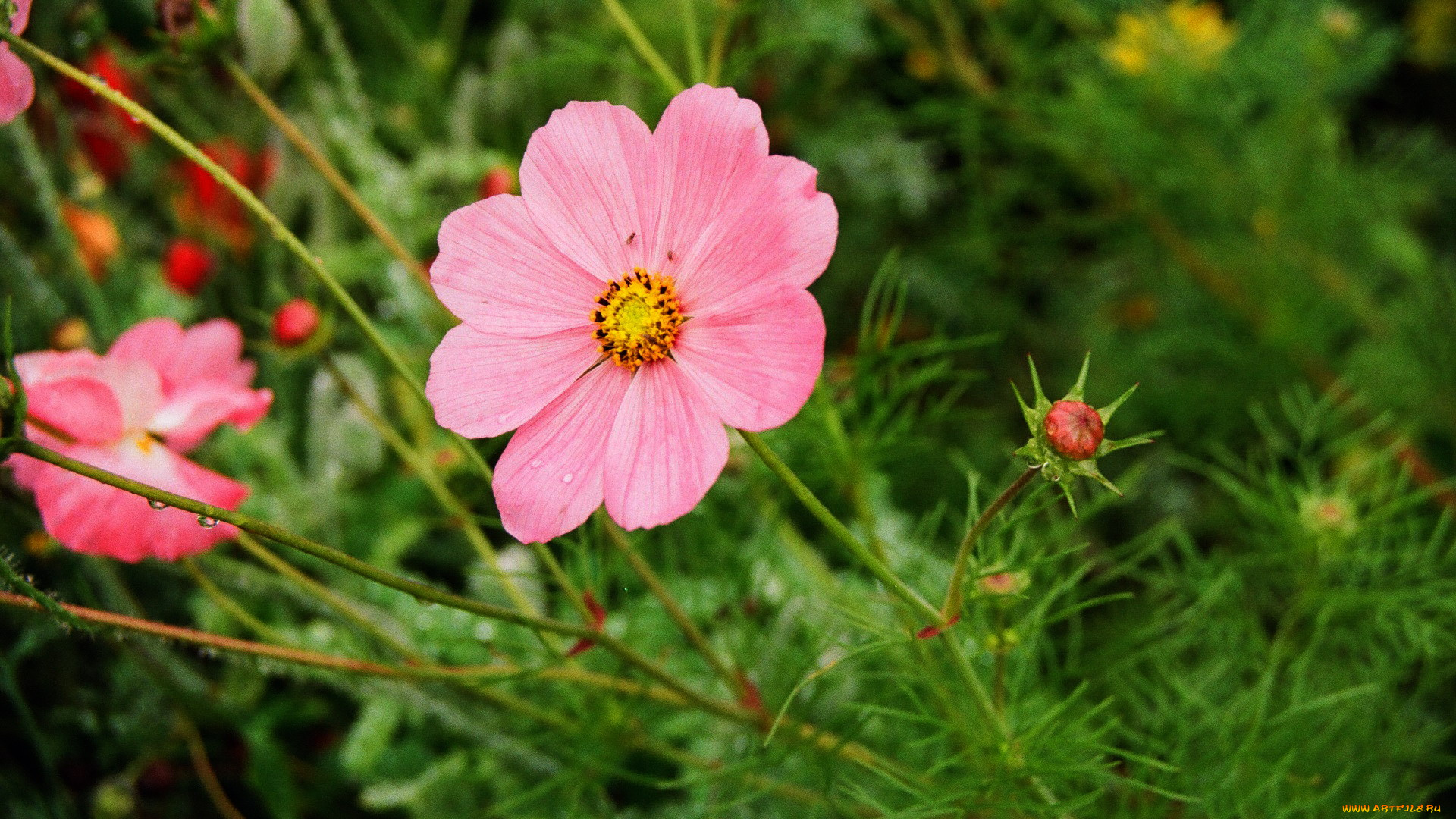 цветы, космея, розовый