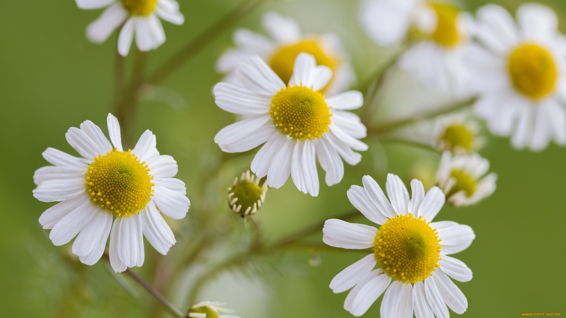 цветы, ромашки, макро, боке