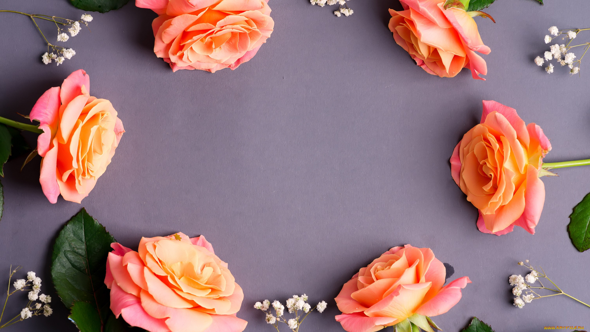 цветы, розы, бутоны