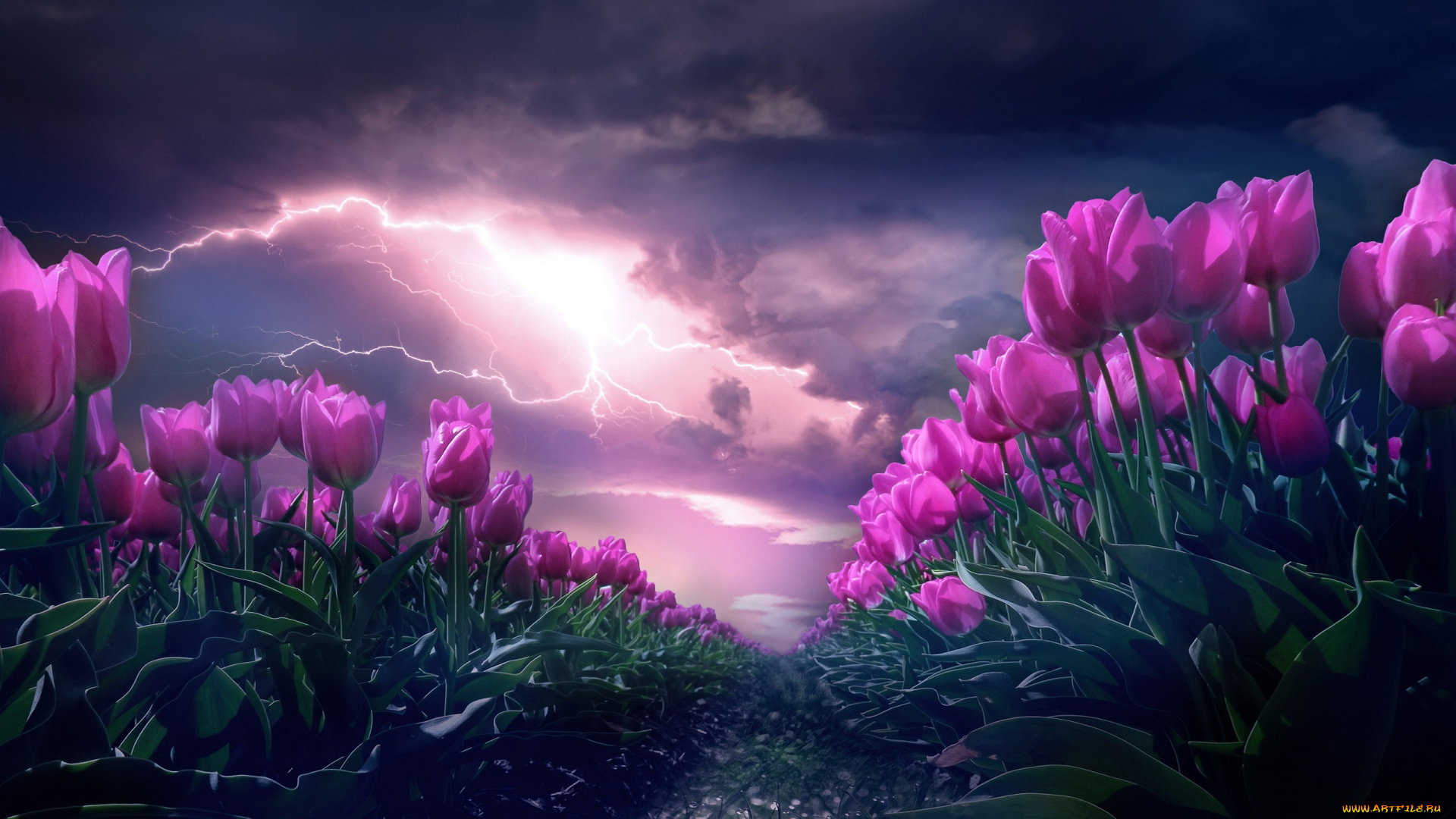 цветы, тюльпаны, гроза, поле, небо, пейзаж, тучи, рендеринг, молния, весна, вечер, розовые, бутоны, много, фотоарт, тюльпановое