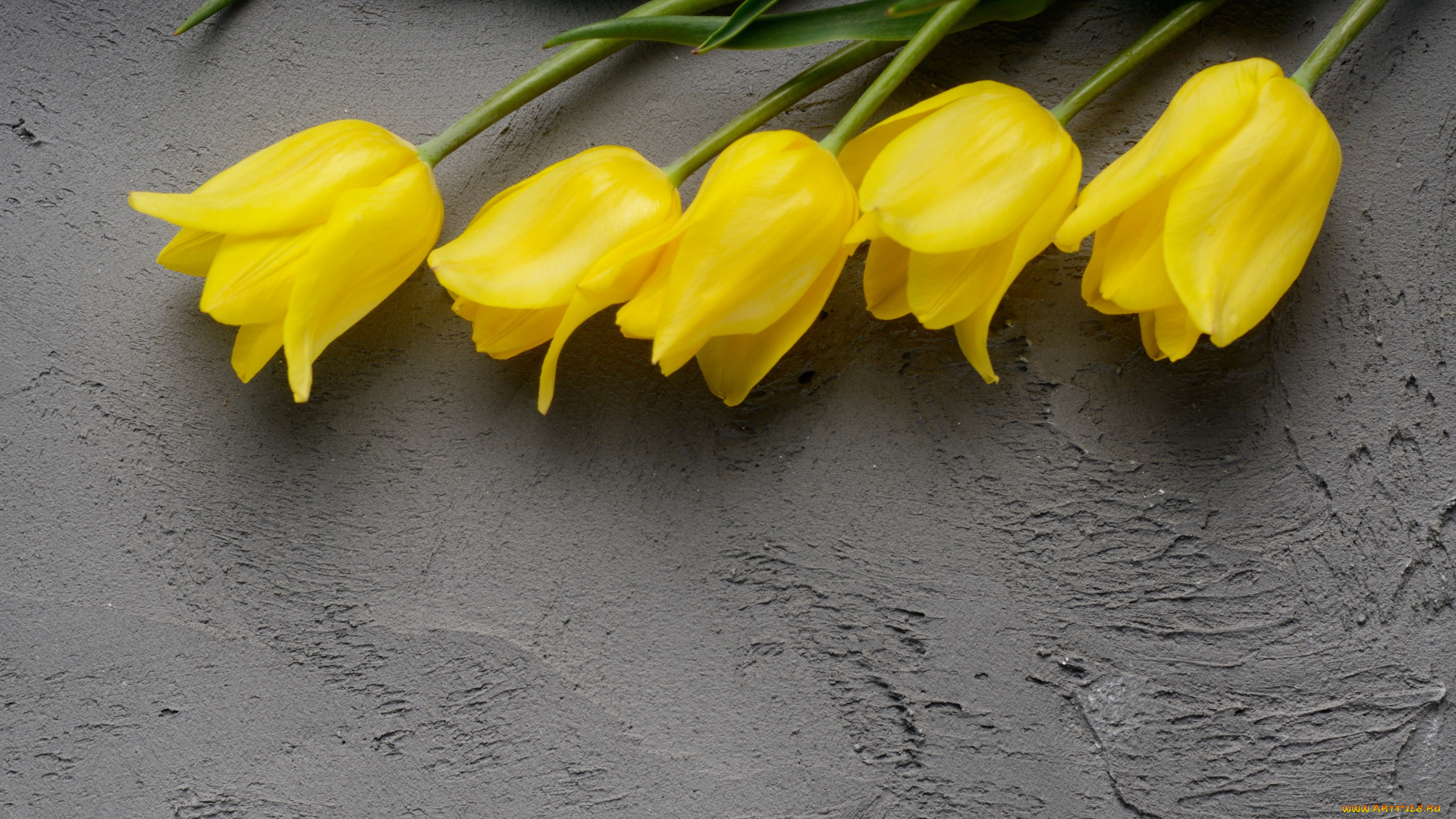 цветы, тюльпаны, желтый, фон