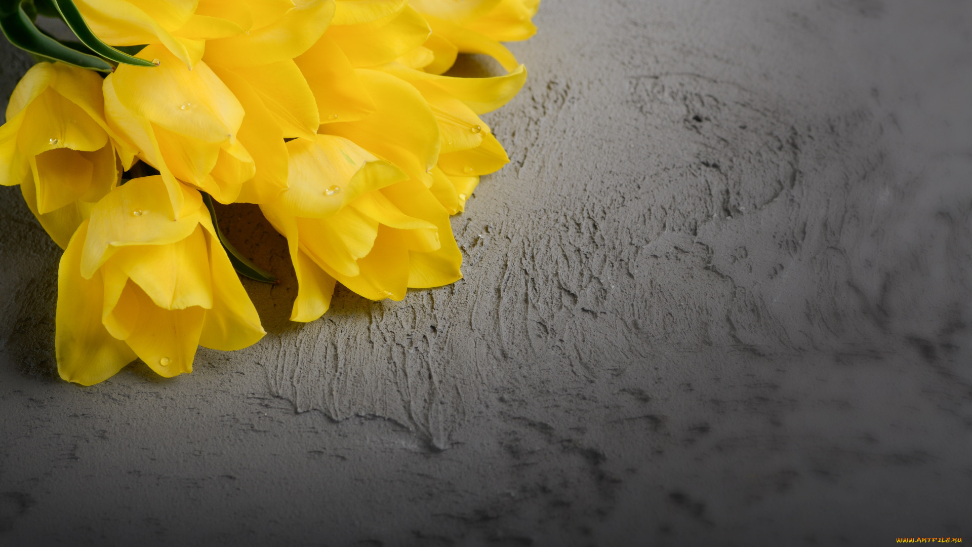 цветы, тюльпаны, желтый, фон