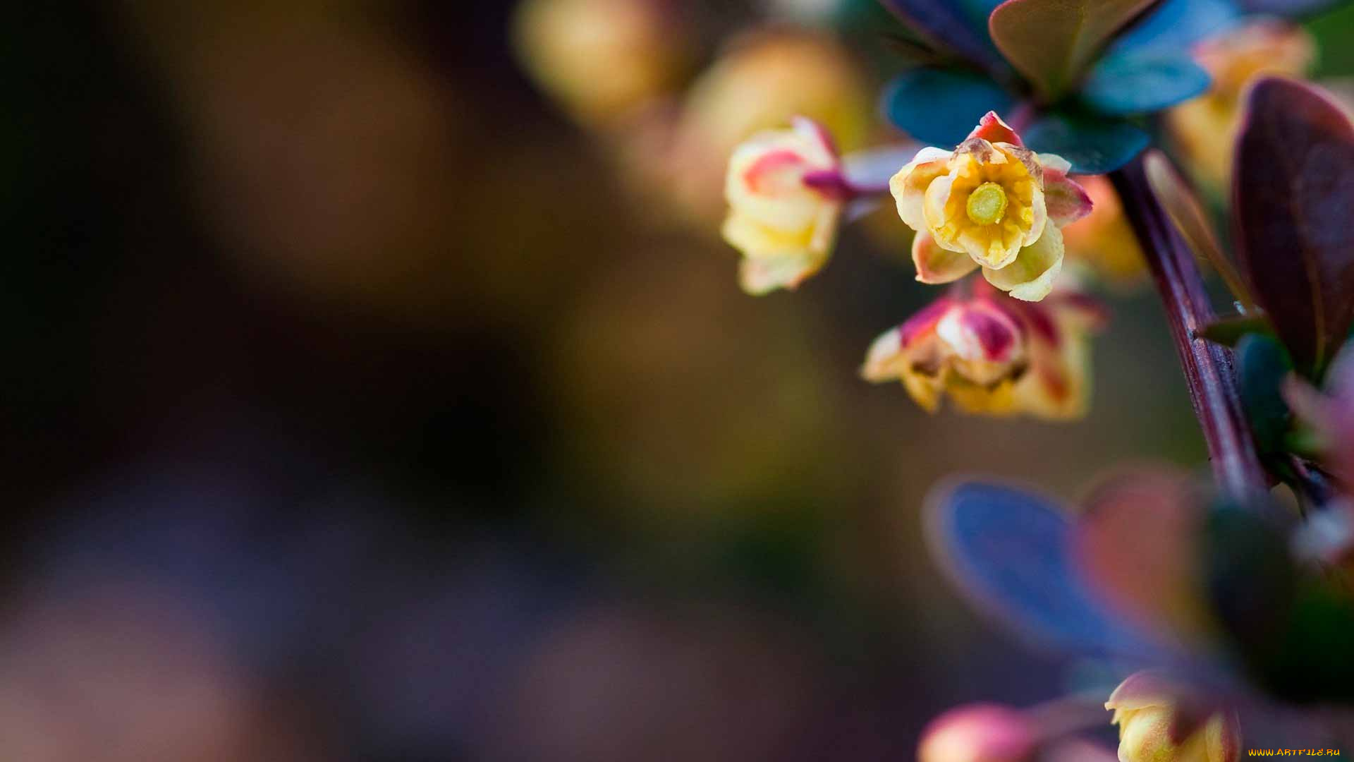 цветы, ветка, листья, цветки