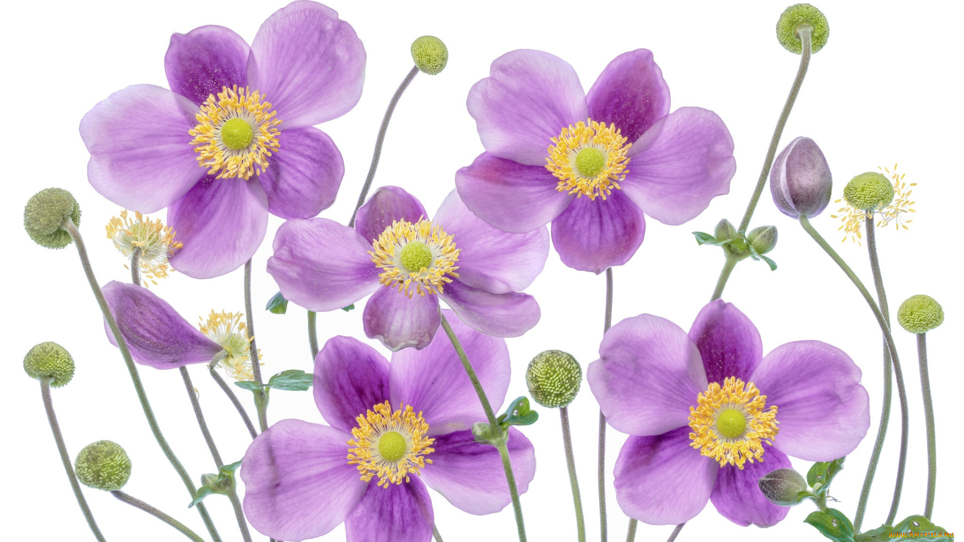 цветы, ветреницы, , печёночницы, лепестки, анемона, белый, фон, бутоны, ветреница