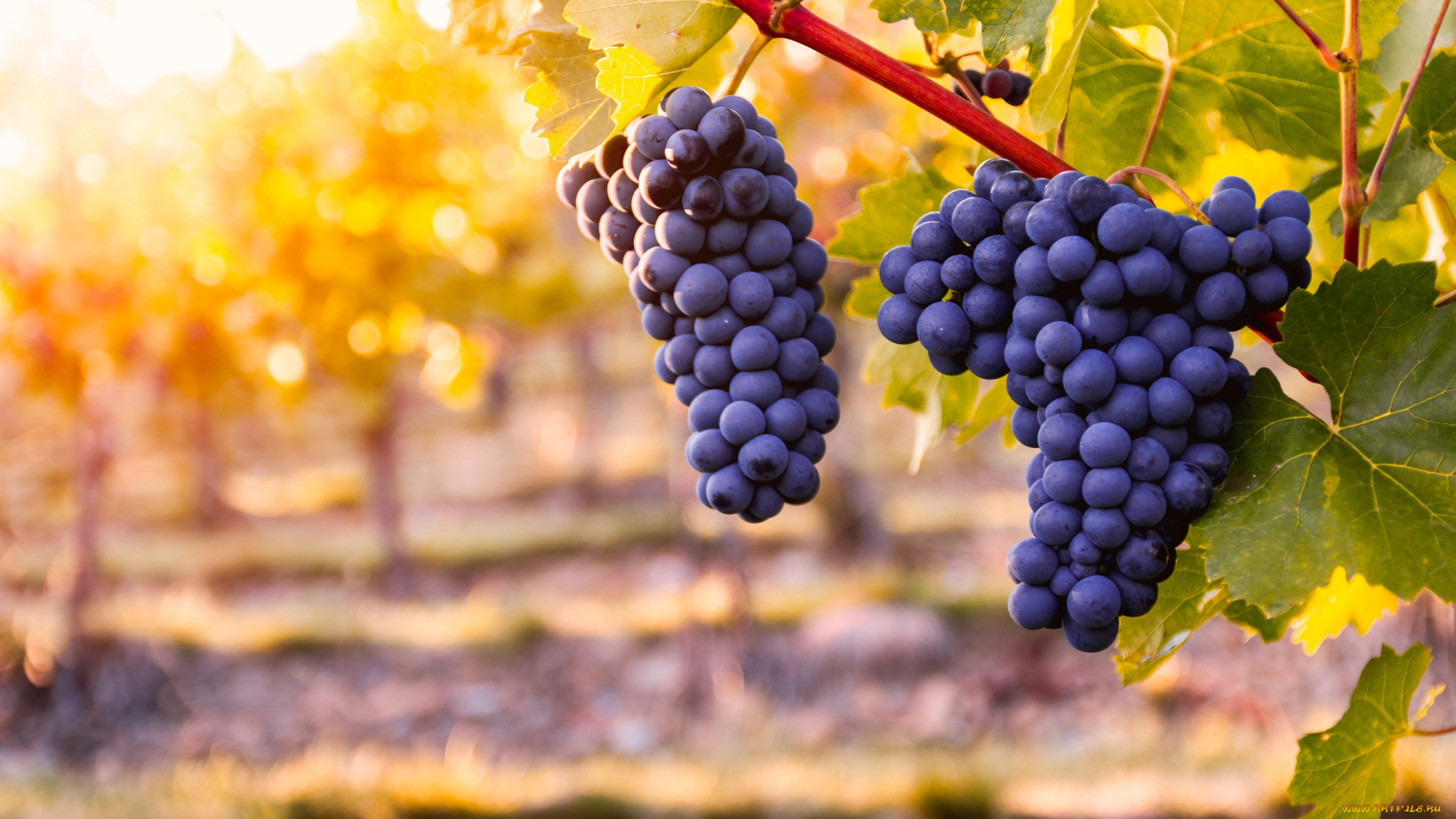 природа, ягоды, , виноград, куст, виноград, гроздь