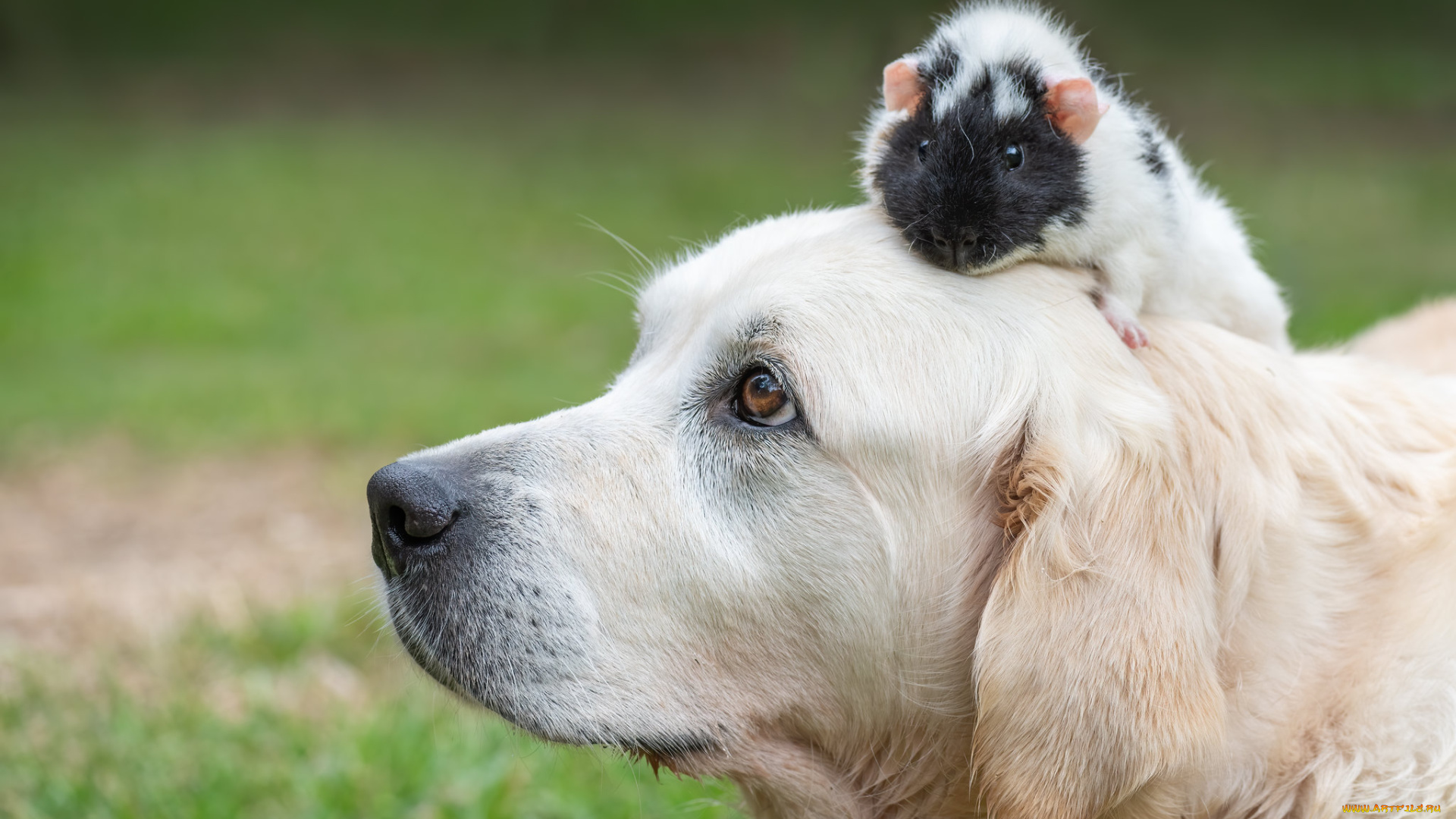 животные, разные, вместе, собака, хомяк